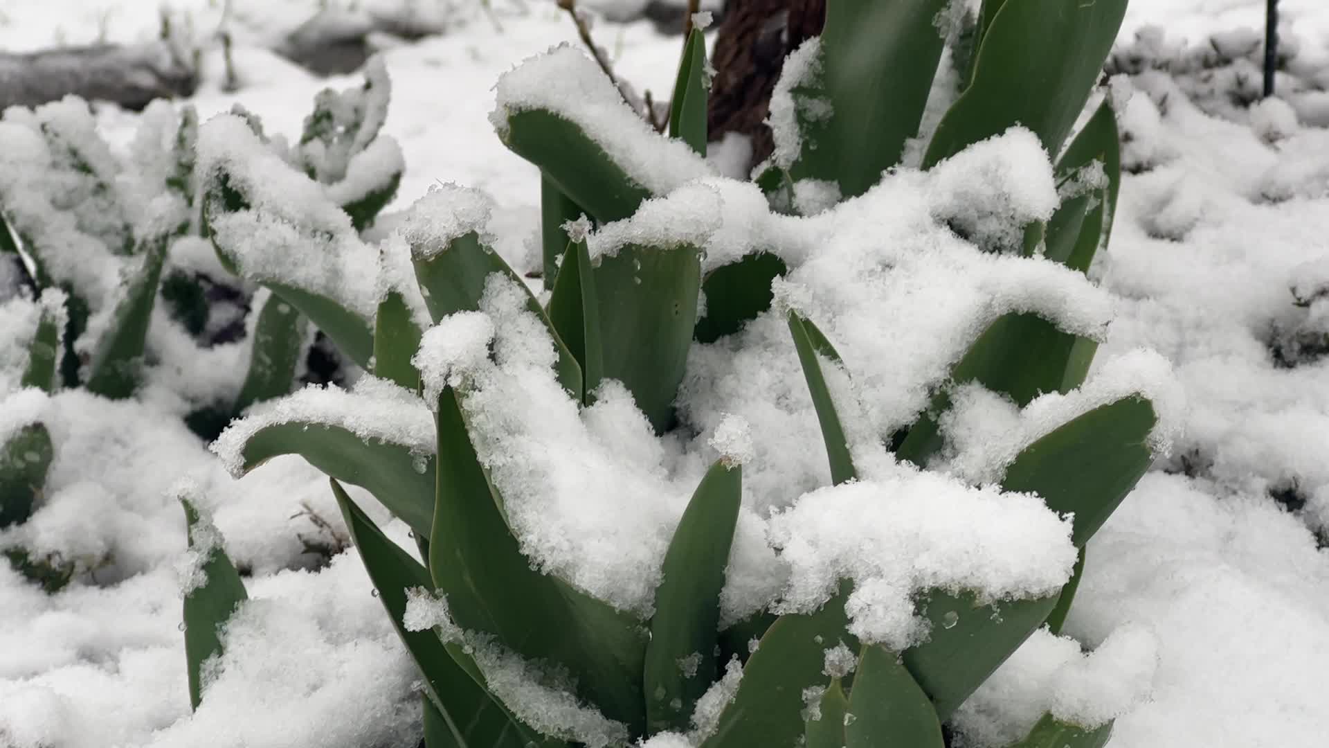 Spring season snowstorm in Toronto