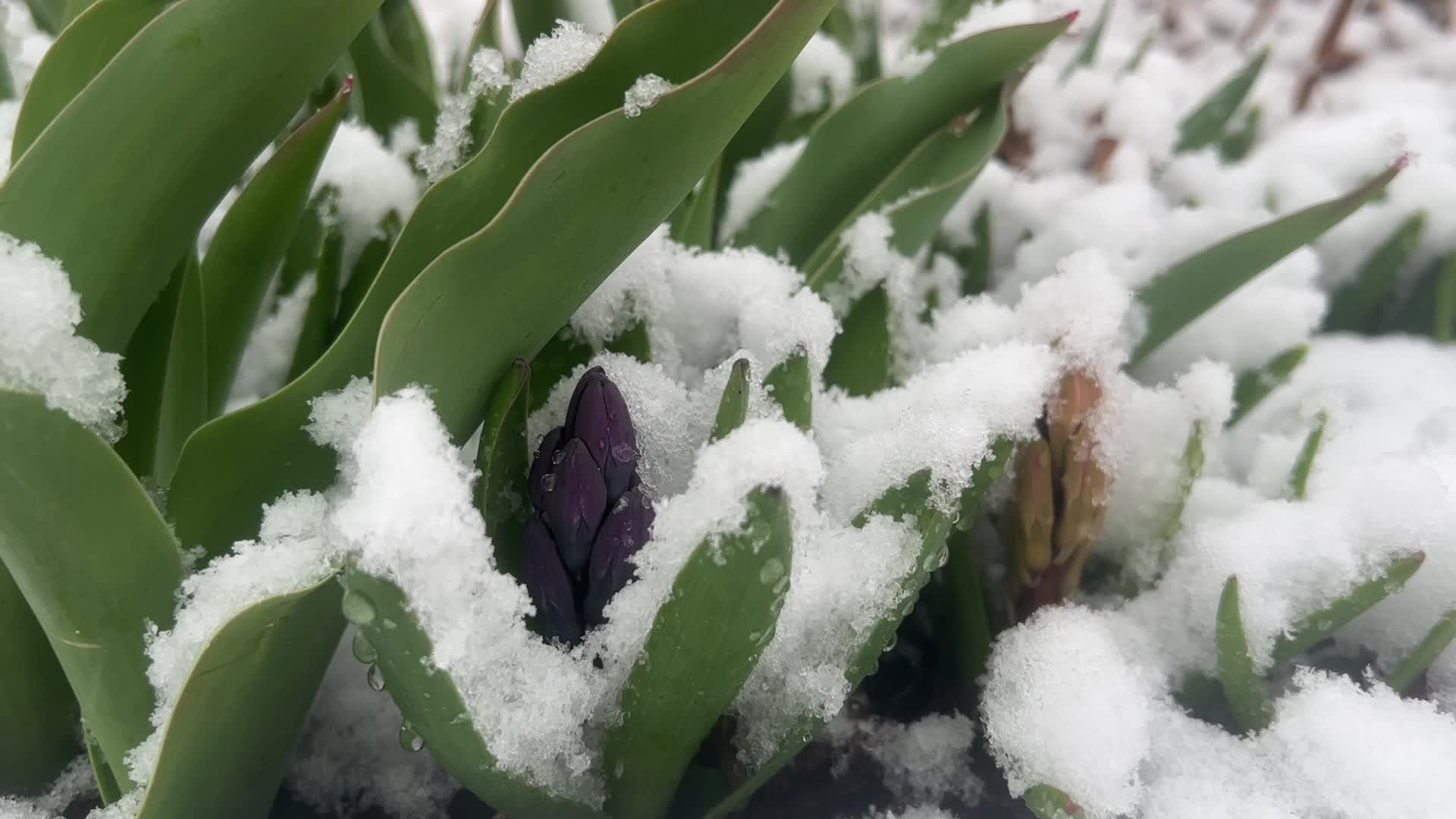 Spring season snowstorm in Toronto