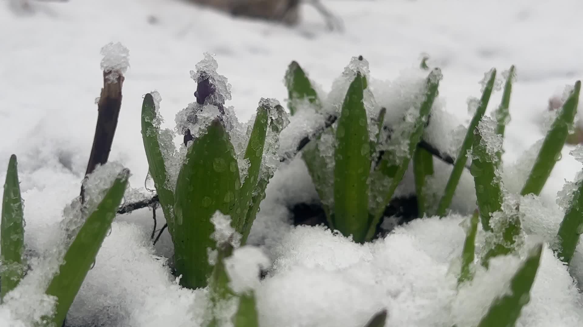 Spring season snowstorm in Toronto
