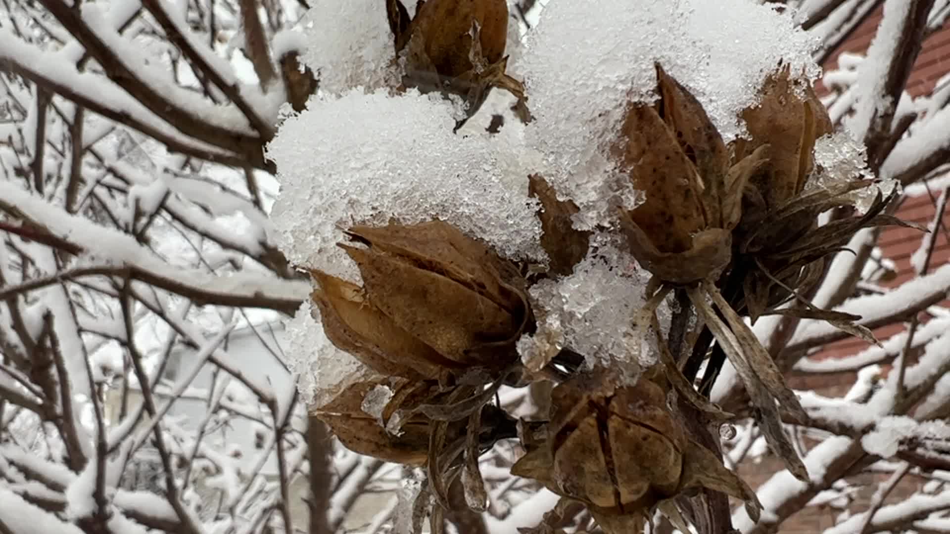 Spring season snowstorm in Toronto