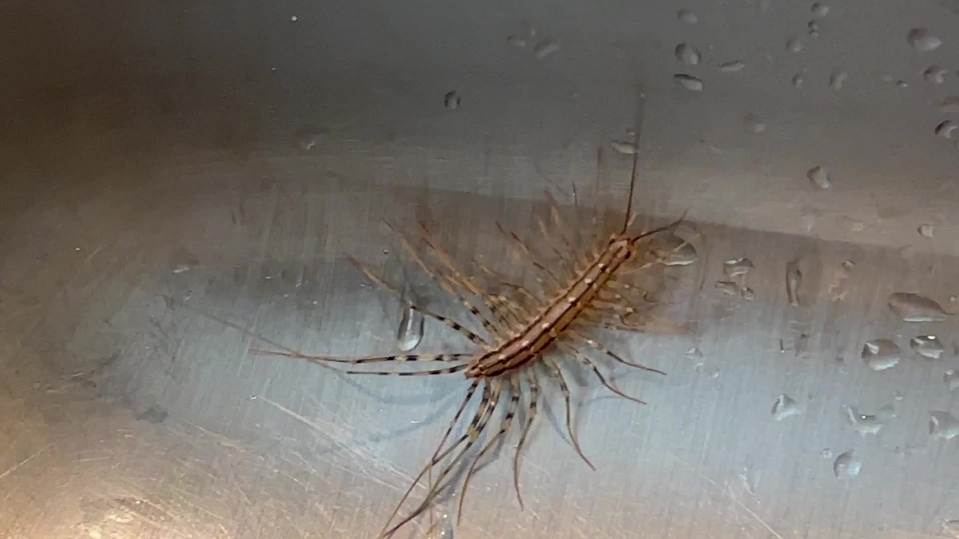 House Centipede