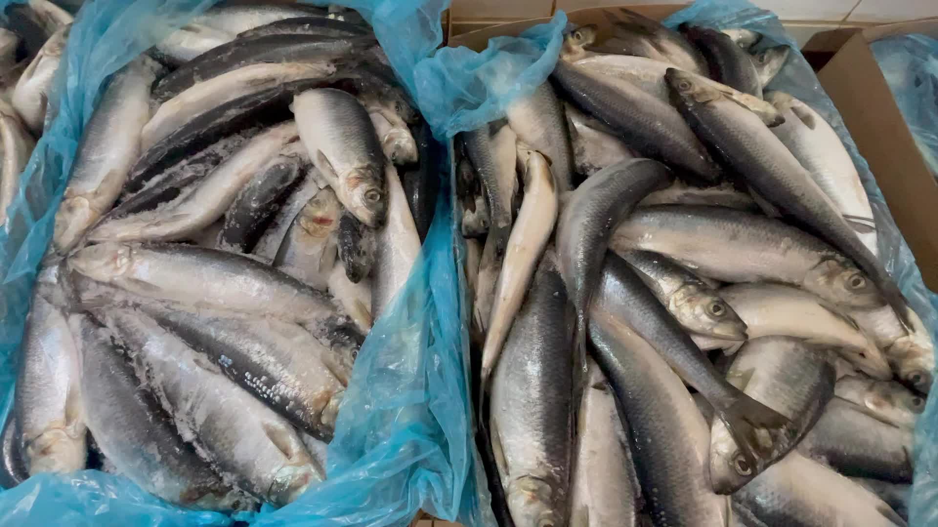 Eid Al Fitr Preparation In Gaza, Palestine