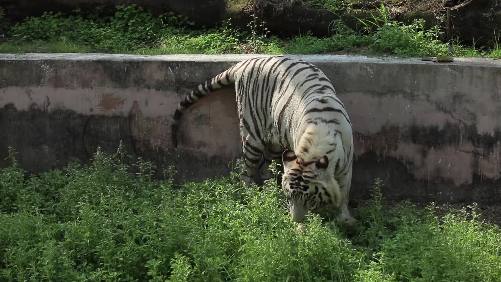 B-Roll footage of White Tiger