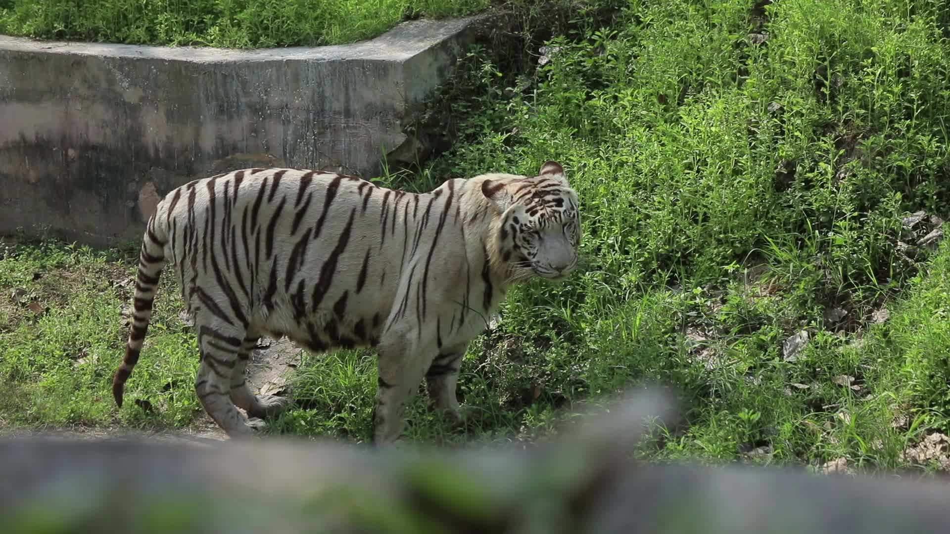 B-Roll footage of White Tiger