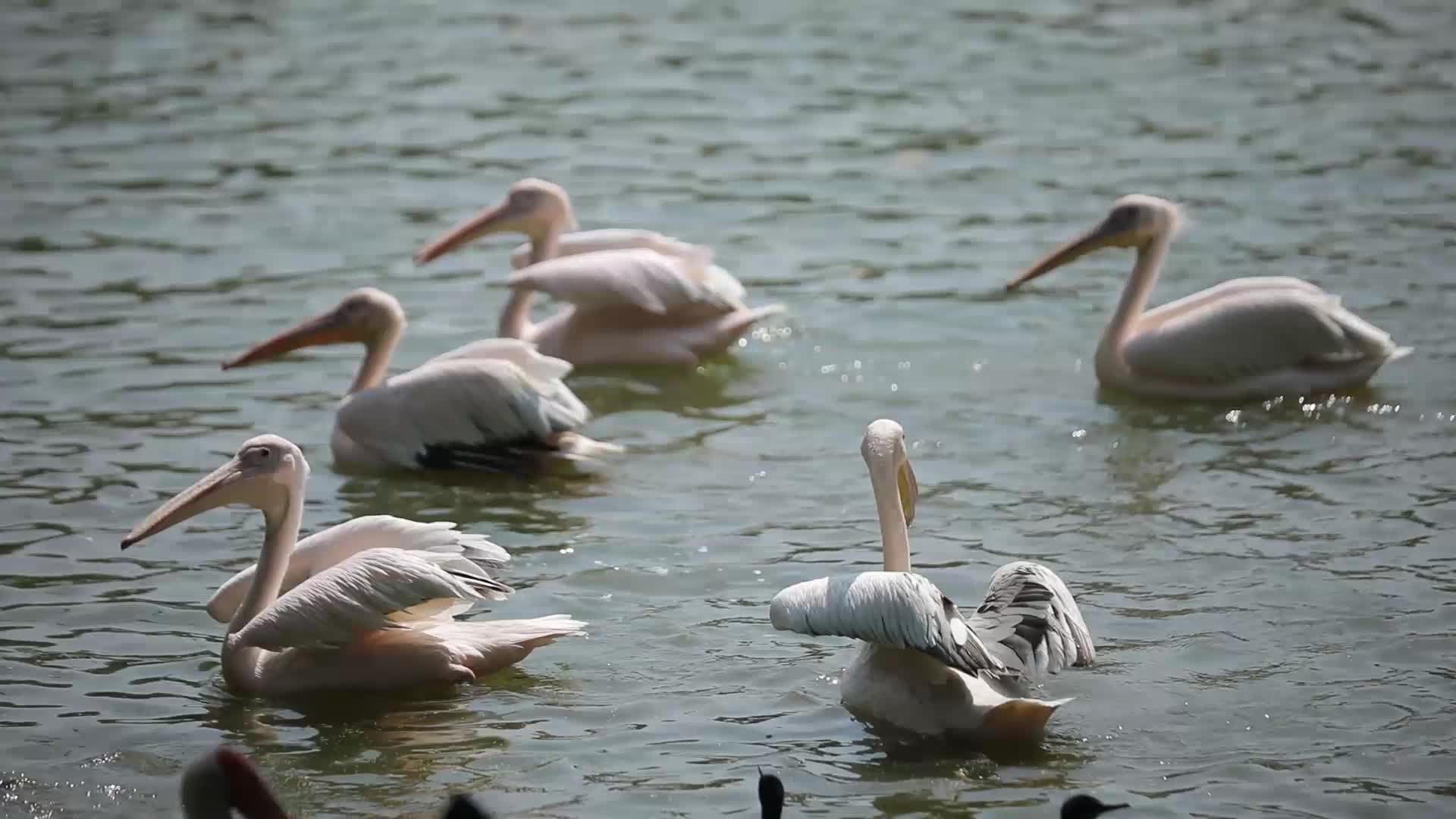 B-Roll footage of Pelicans