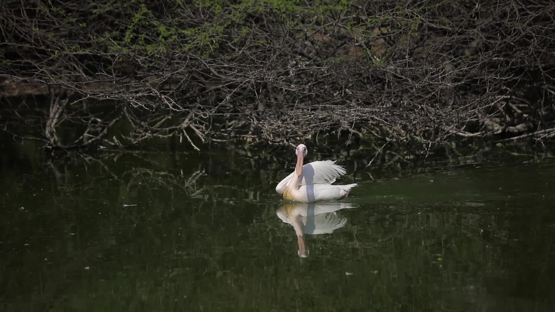 B-Roll footage of Pelicans