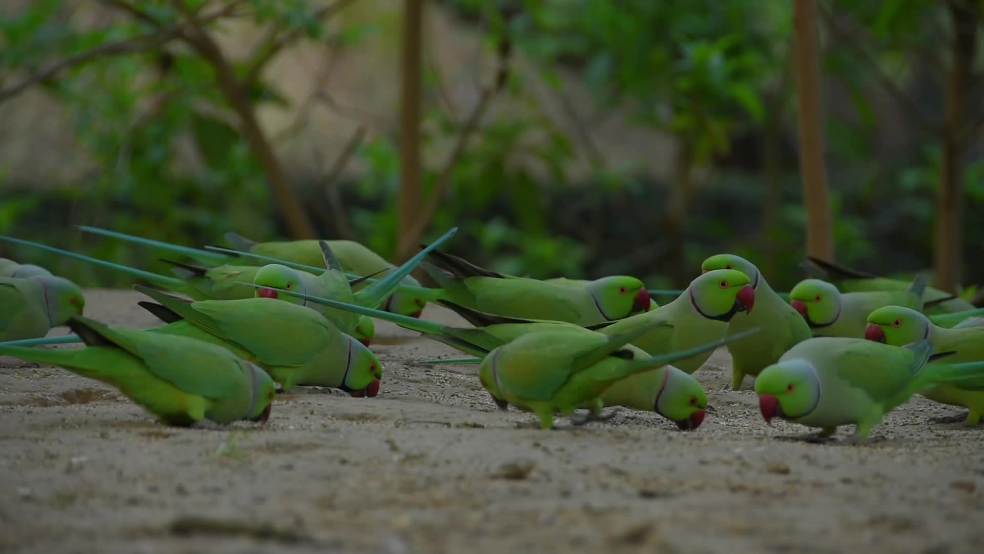B-Roll footage of Parrots