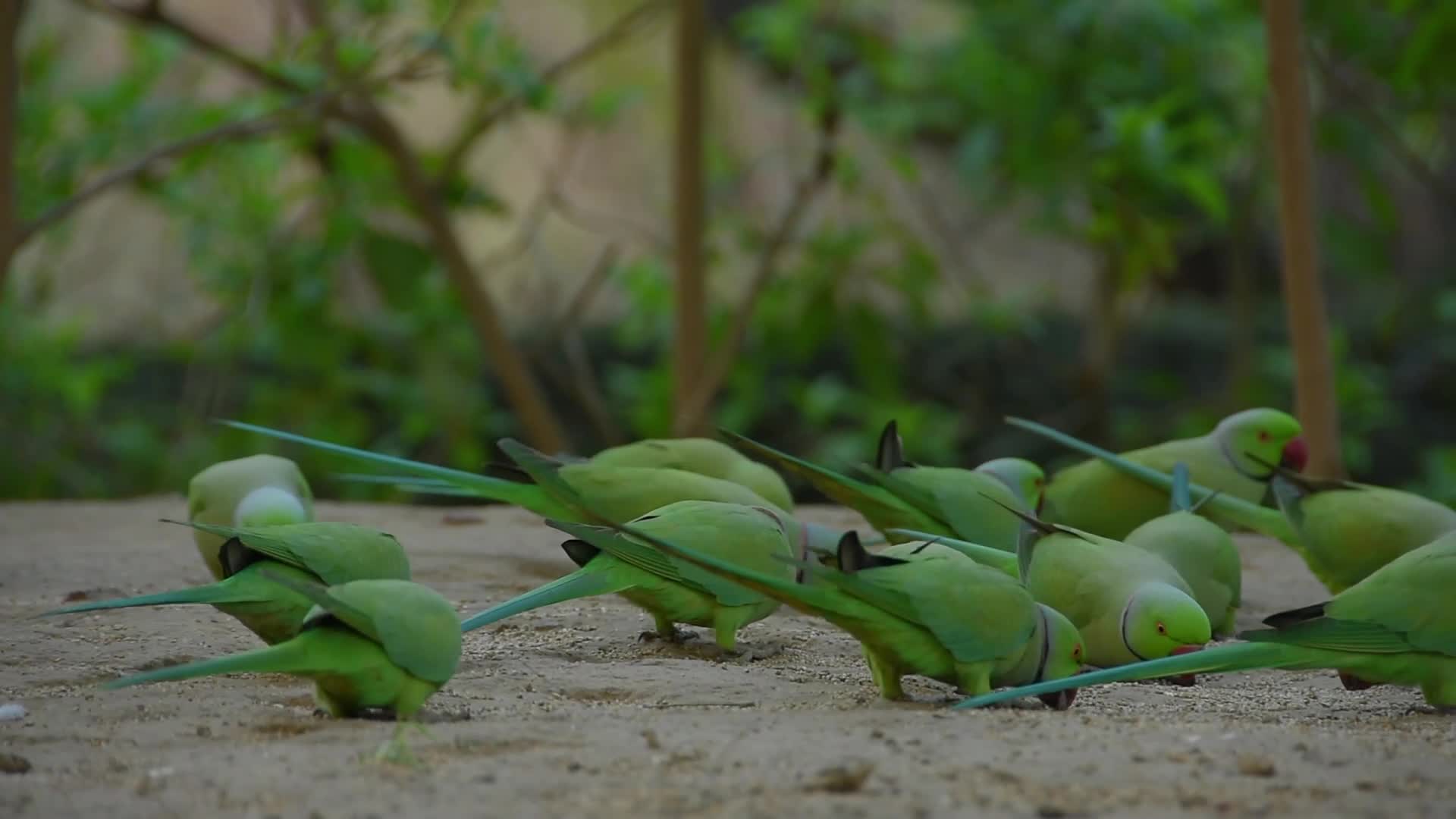 B-Roll footage of Parrots