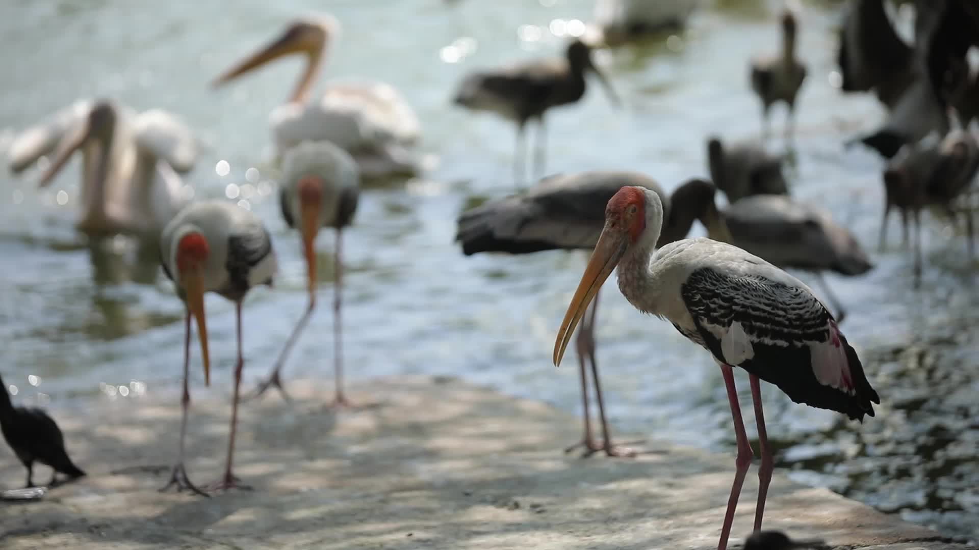 B-Roll footage of Painted Stork