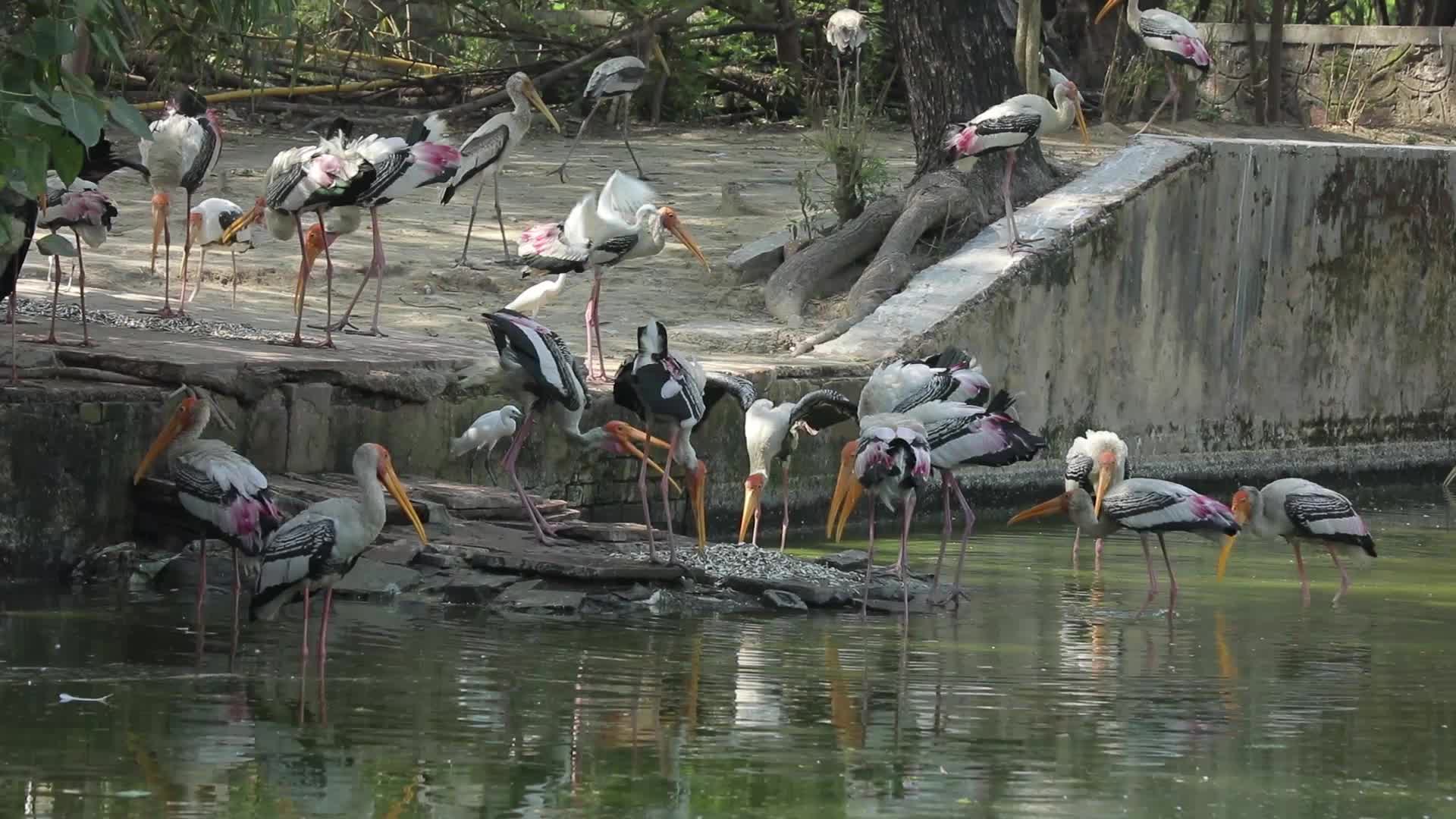 B-Roll footage of Painted Stork