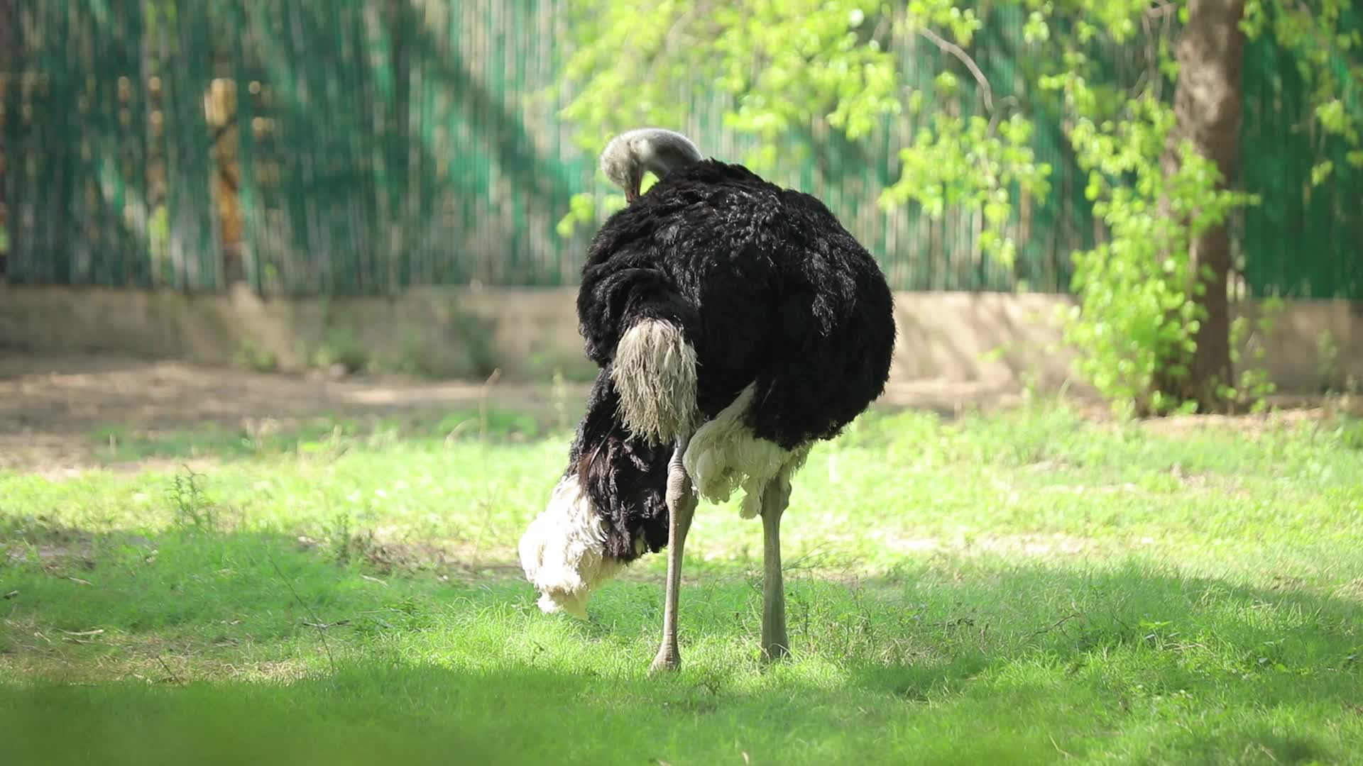 B-Roll footage of a Ostrich