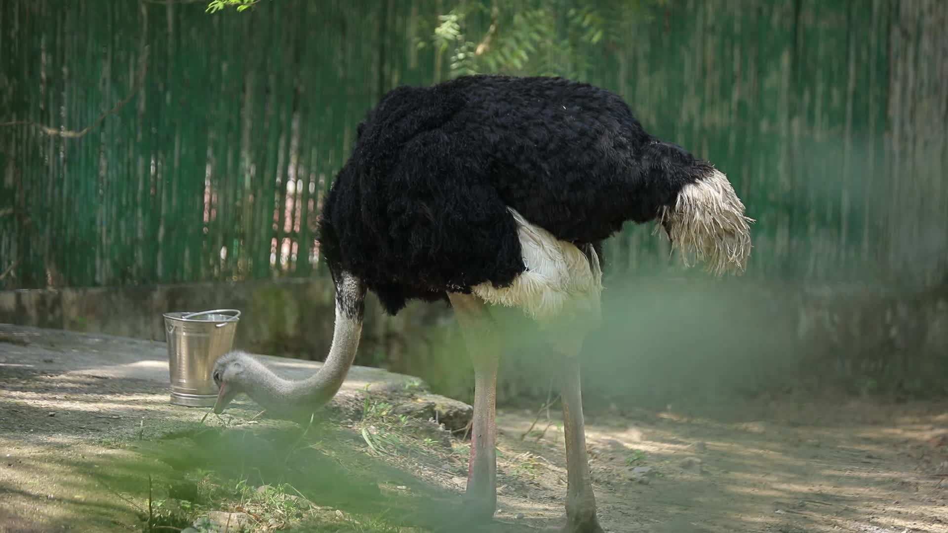 B-Roll footage of a Ostrich