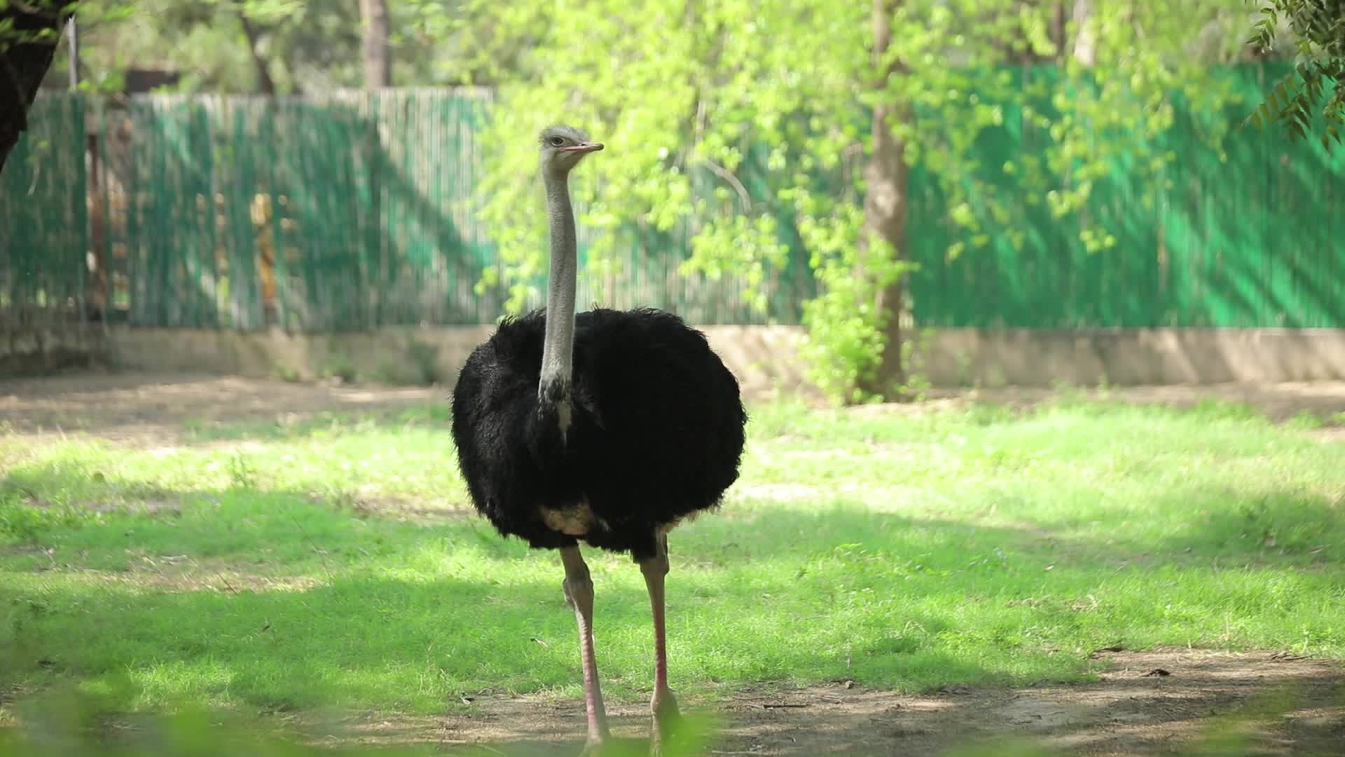 B-Roll footage of a Ostrich