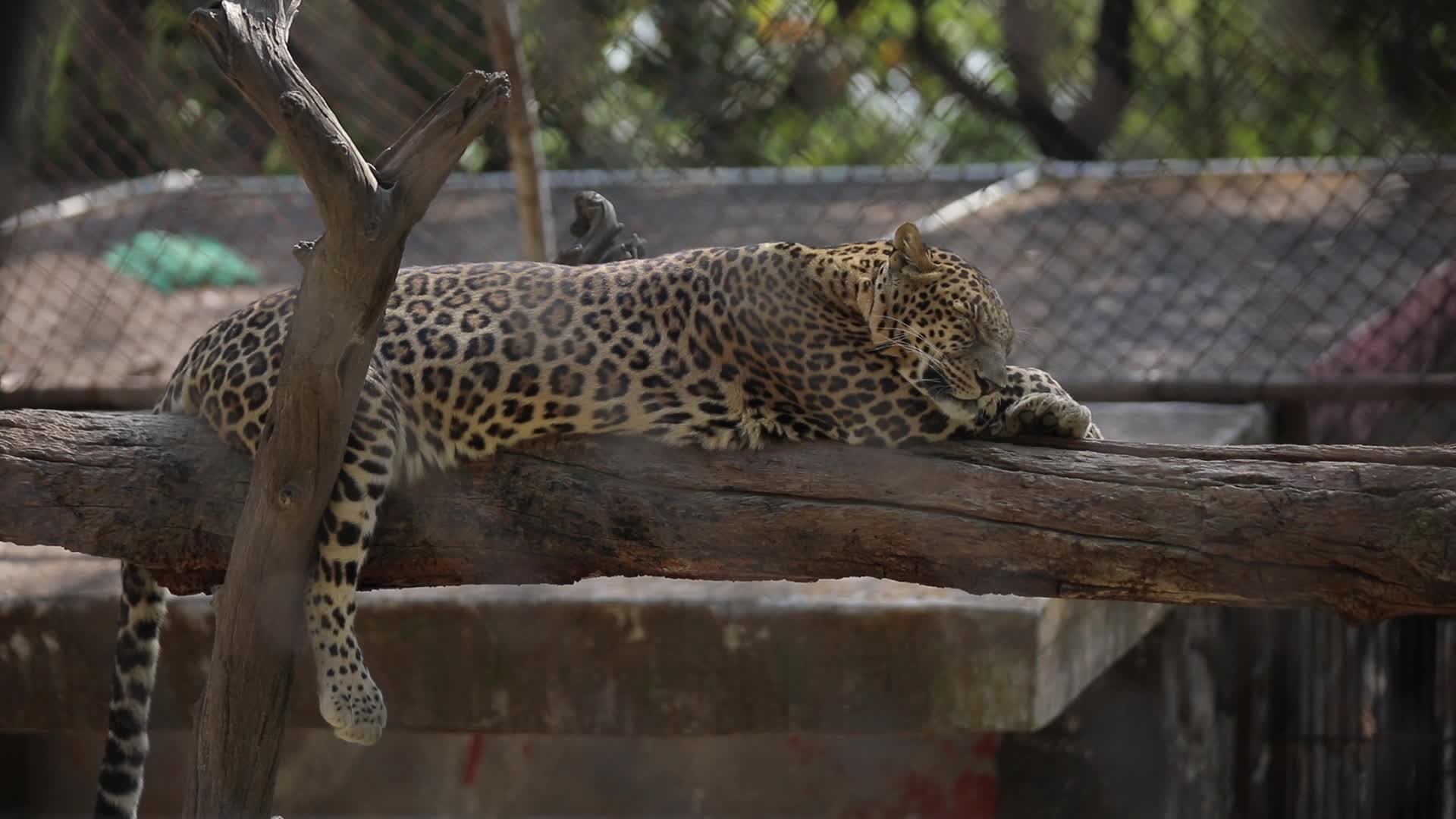 B-Roll footage of a Leopard