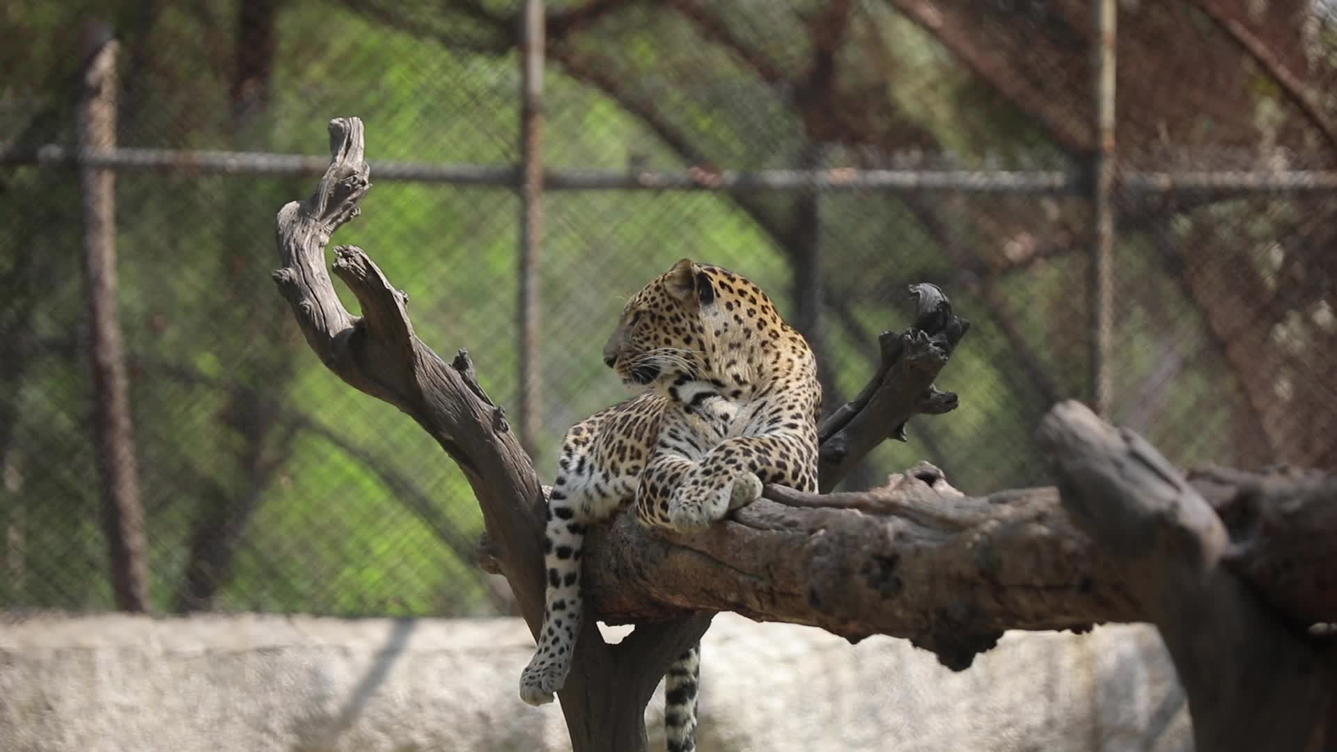 B-Roll footage of a Leopard