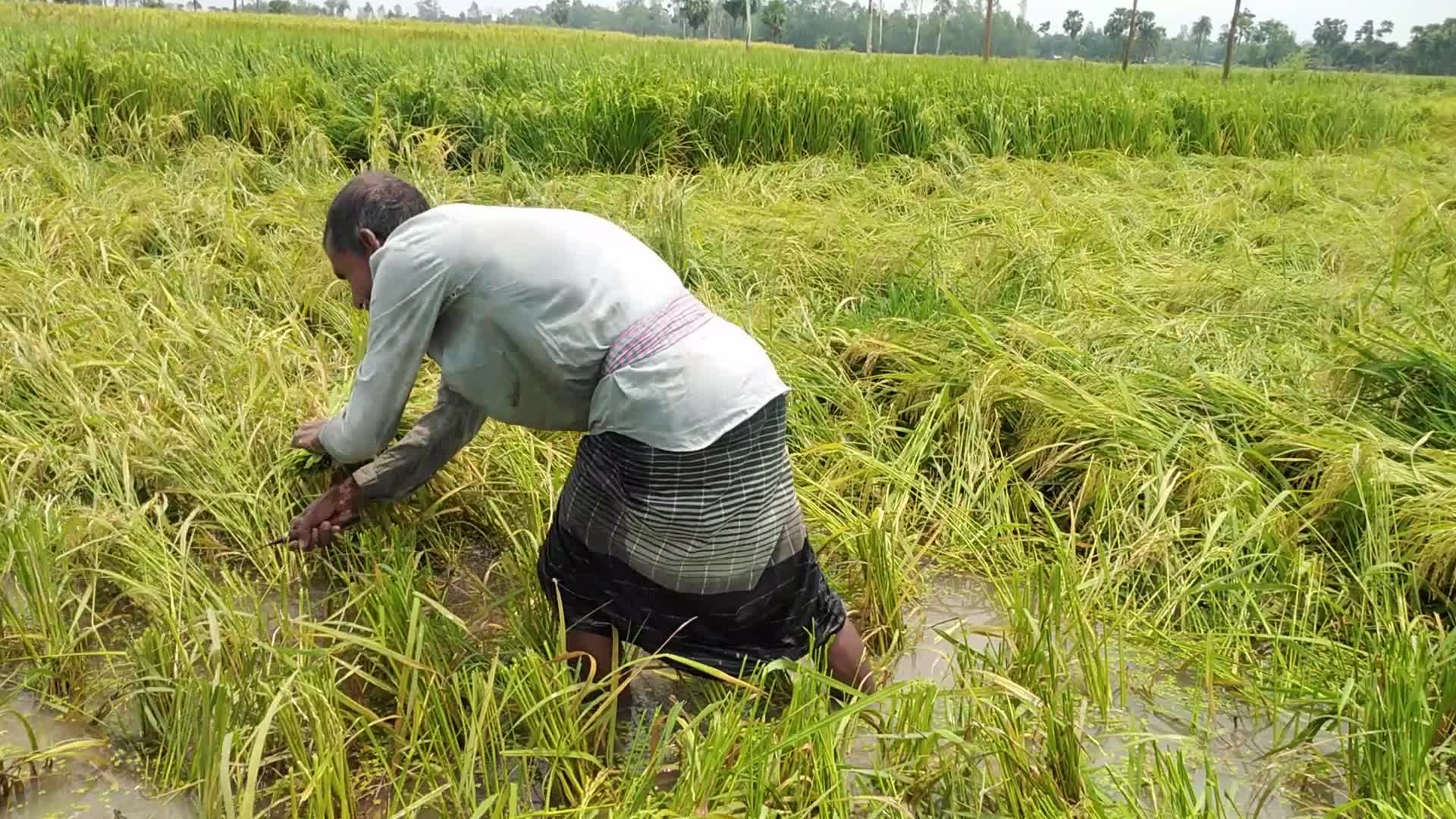 Rice Paddy Harvesting in Bangladesh