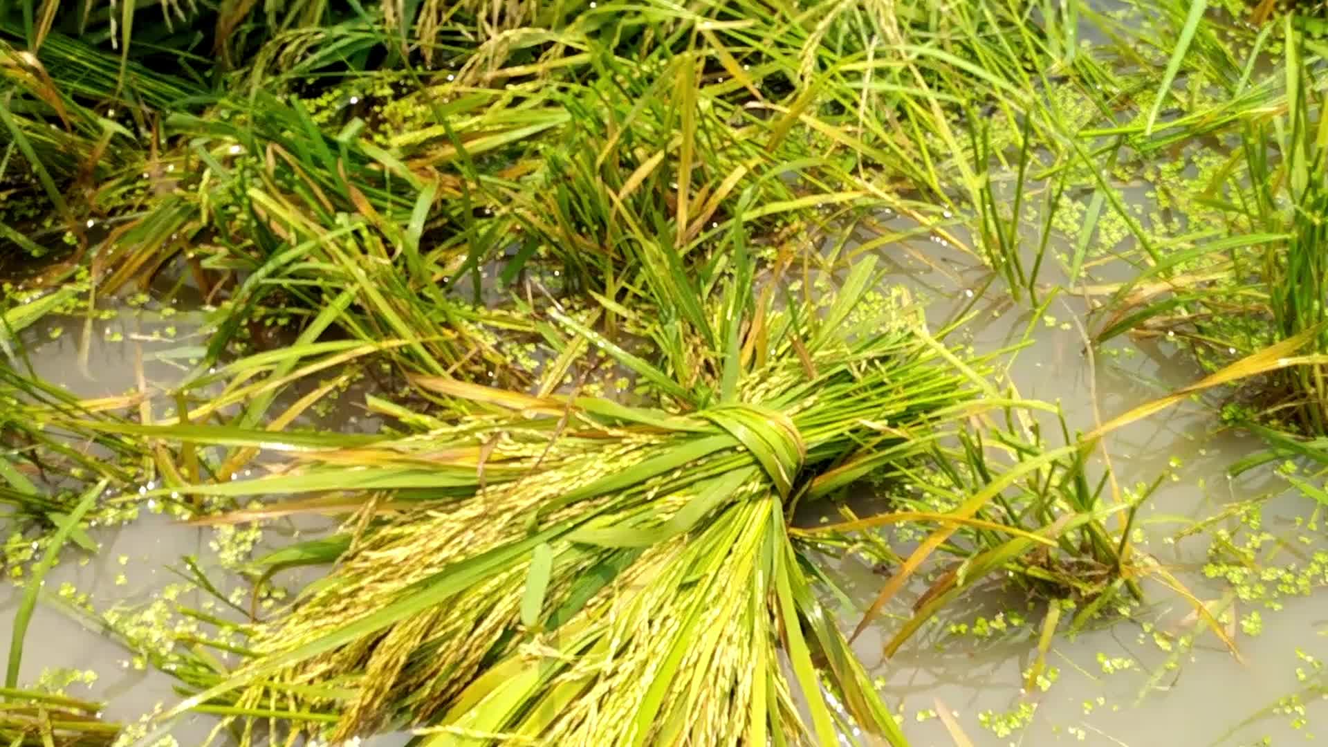 Rice Paddy Harvesting in Bangladesh