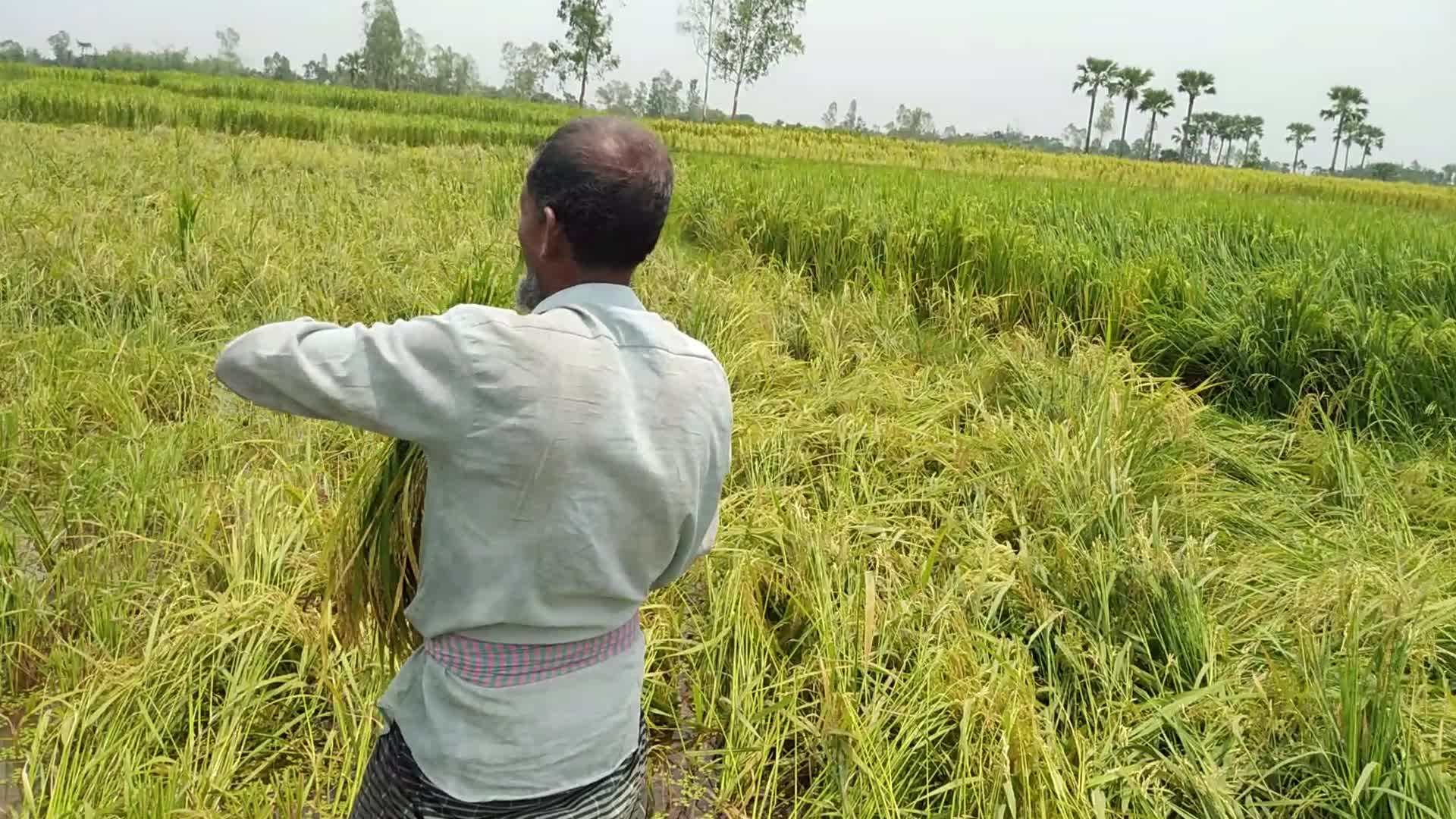 Rice Paddy Harvesting in Bangladesh