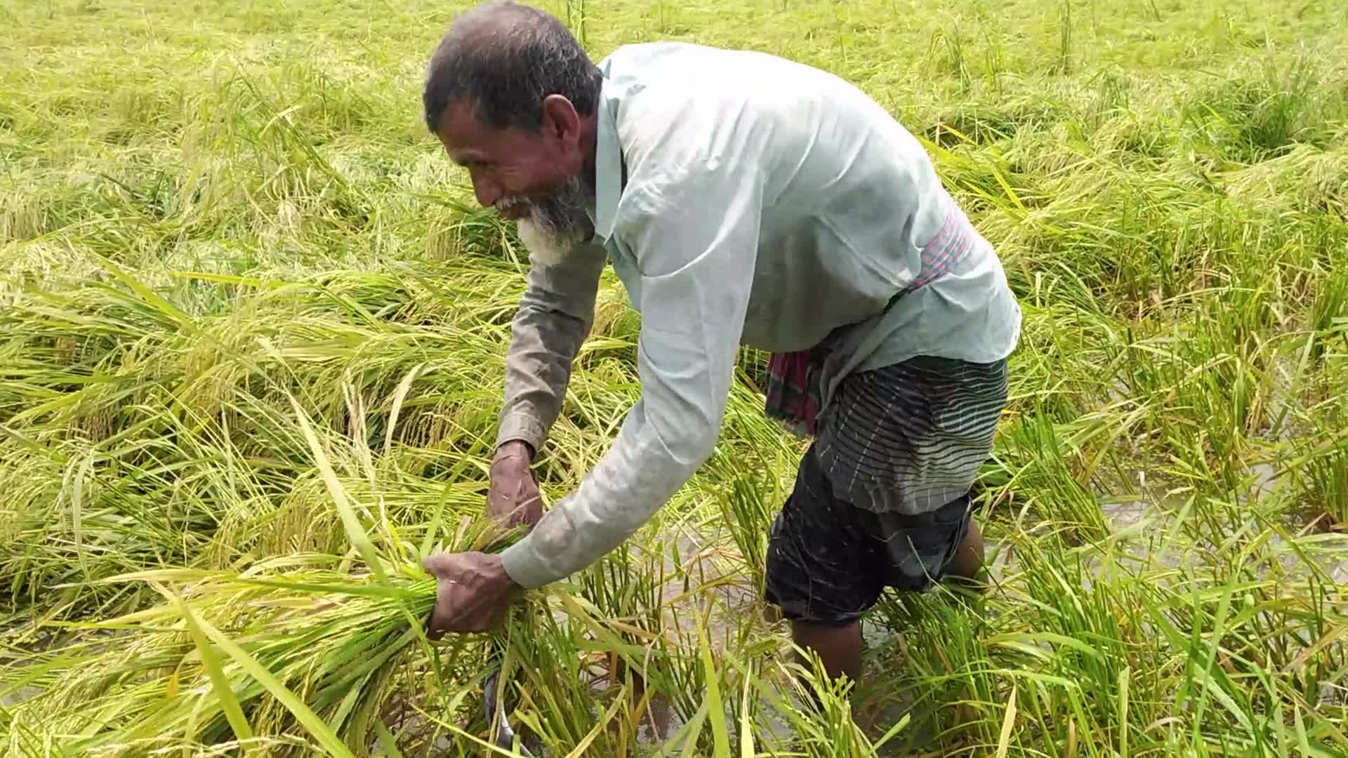 Rice Paddy Harvesting in Bangladesh