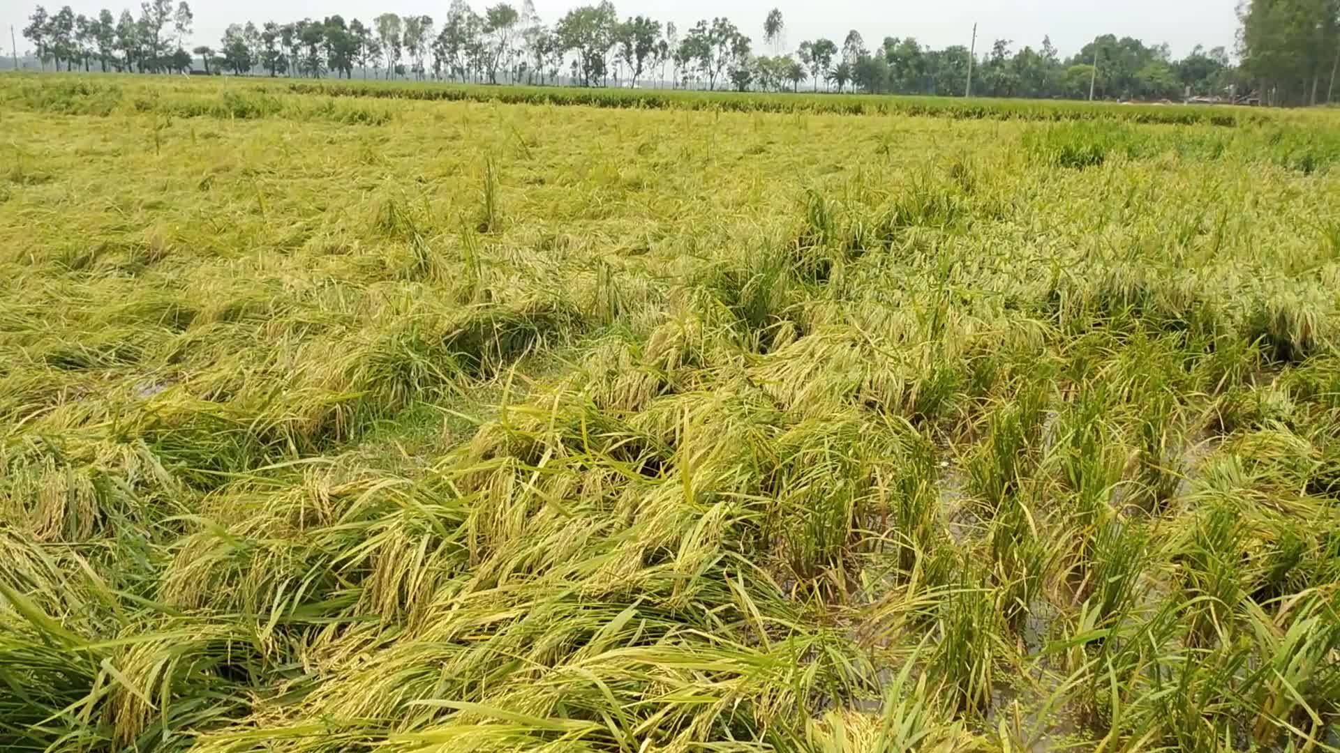 Rice Paddy Harvesting in Bangladesh