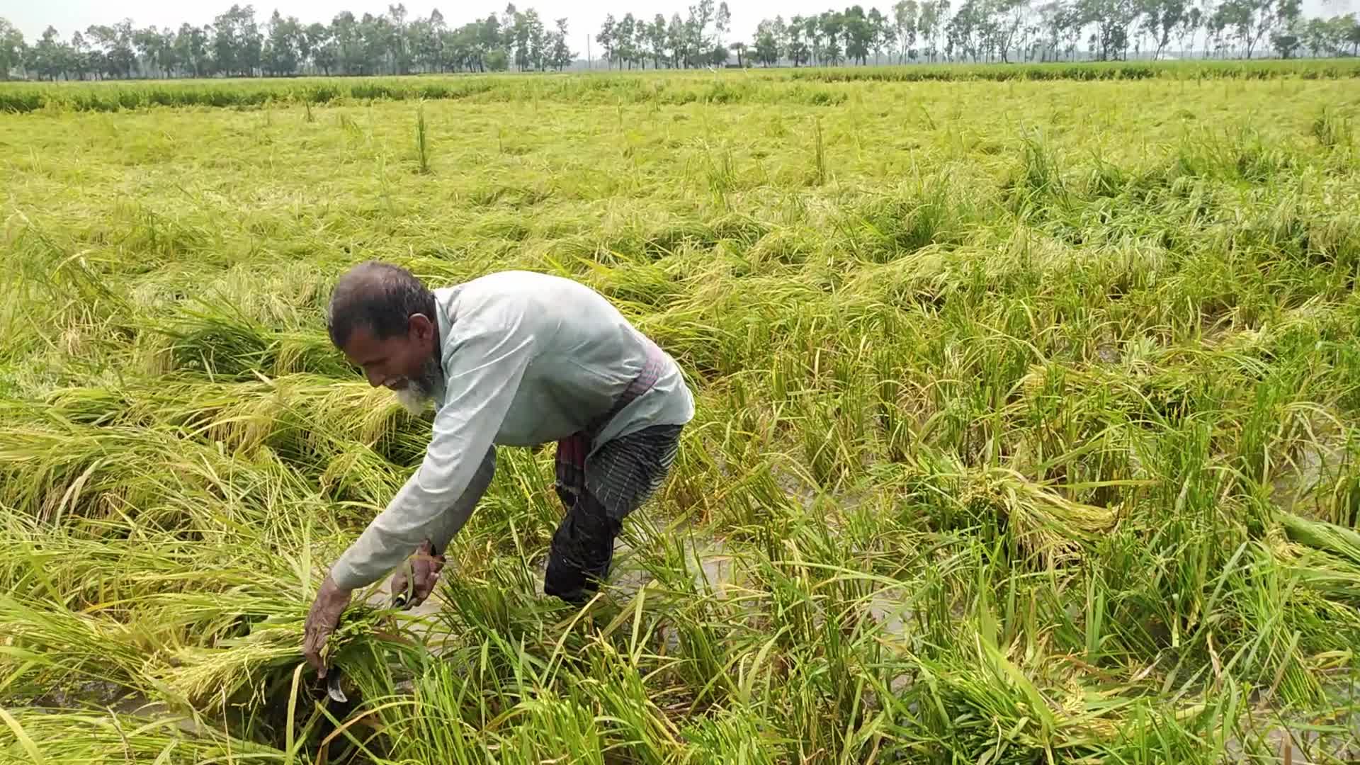 Rice Paddy Harvesting in Bangladesh