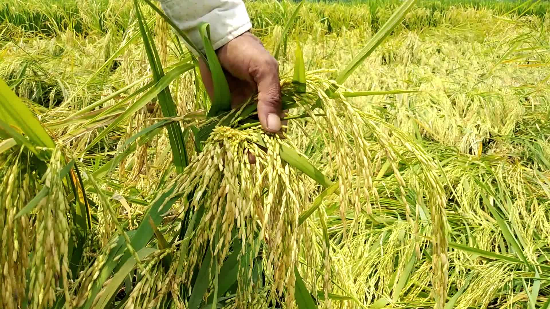 Rice Paddy Harvesting in Bangladesh