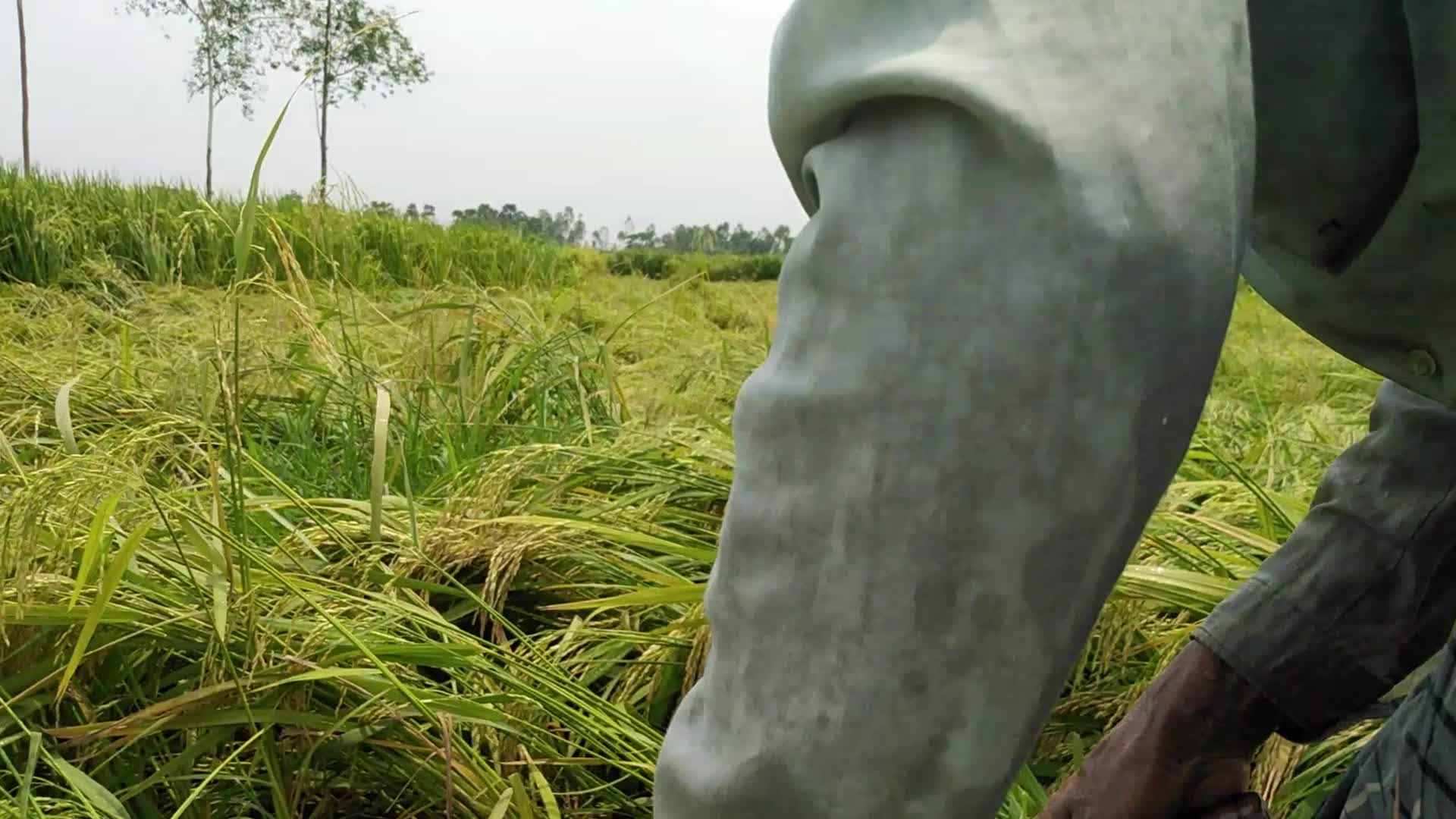 Rice Paddy Harvesting in Bangladesh