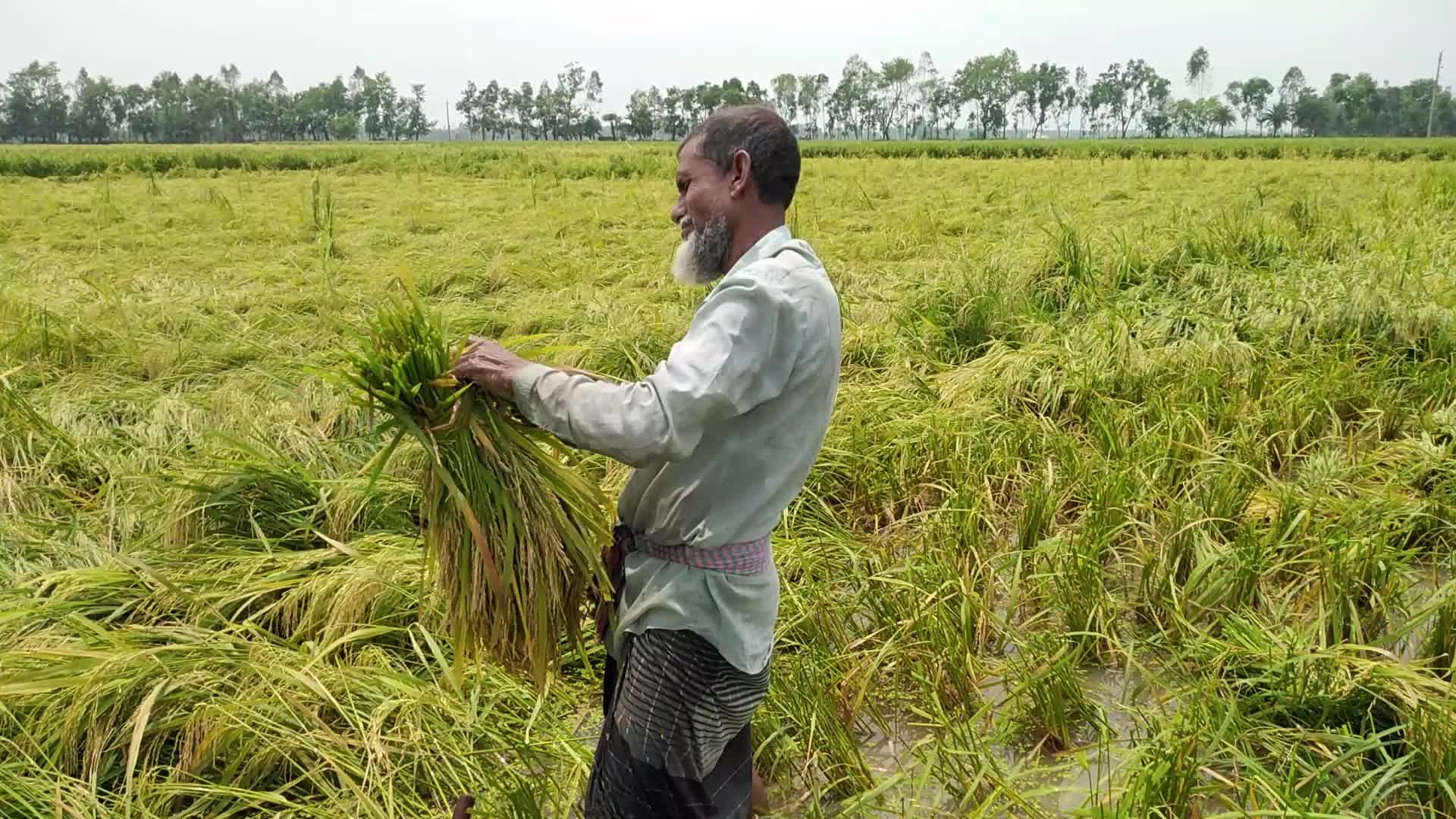 Rice Paddy Harvesting in Bangladesh