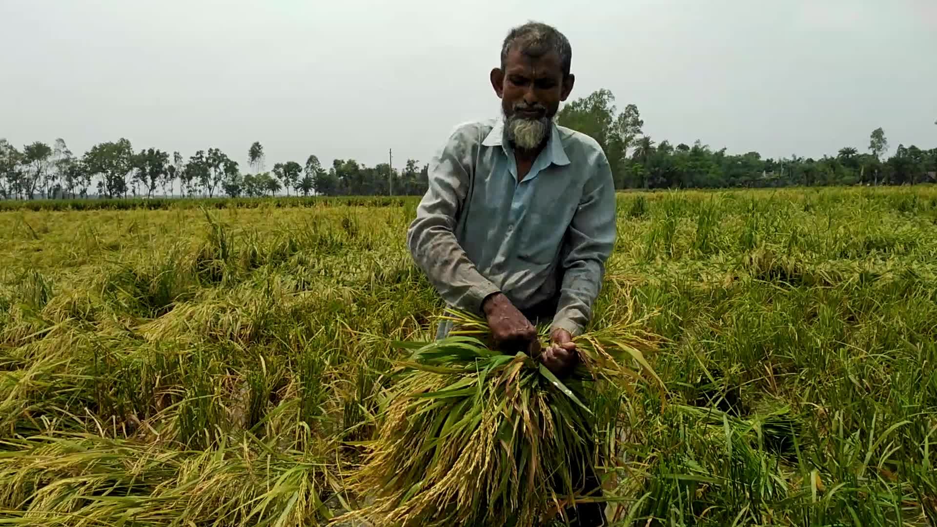 Rice Paddy Harvesting in Bangladesh