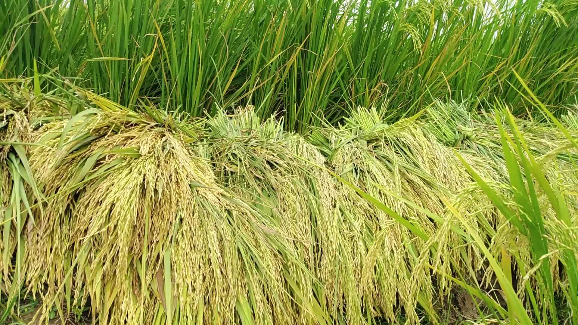 Rice Paddy Harvesting in Bangladesh