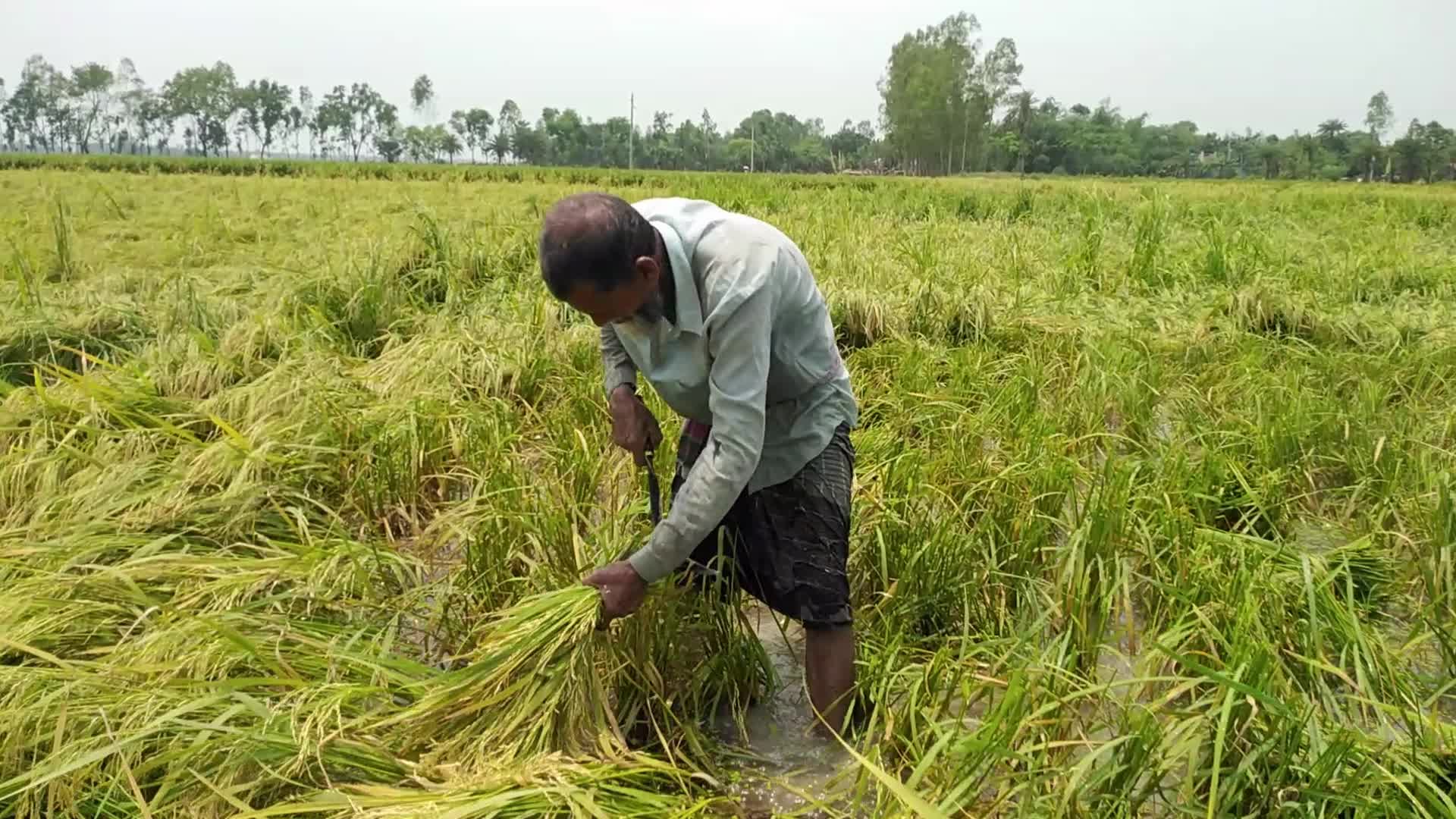 Rice Paddy Harvesting in Bangladesh