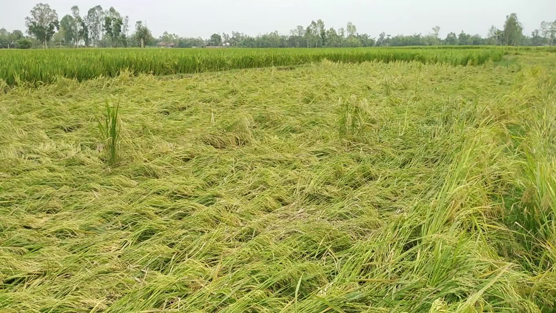 Rice Paddy Harvesting in Bangladesh