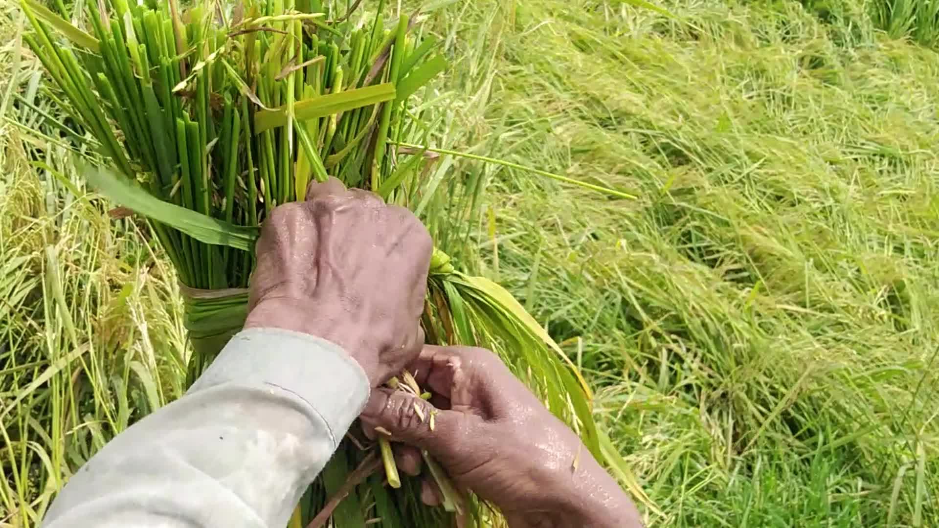 Rice Paddy Harvesting in Bangladesh