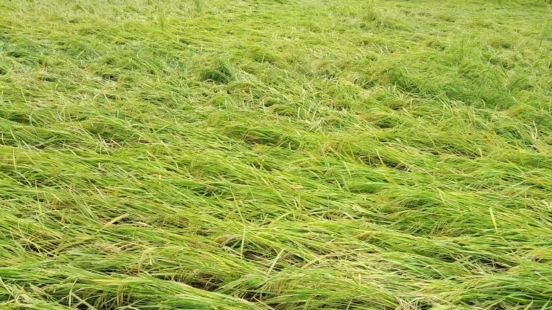 Rice Paddy Harvesting in Bangladesh