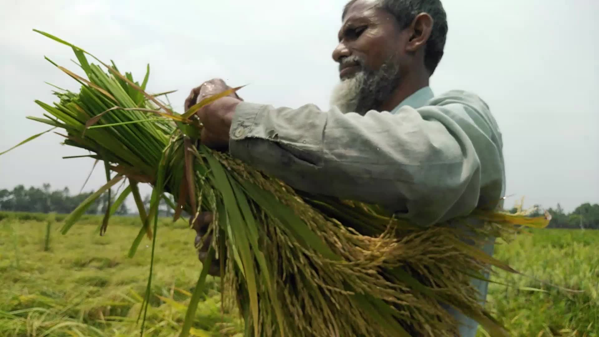 Rice Paddy Harvesting in Bangladesh
