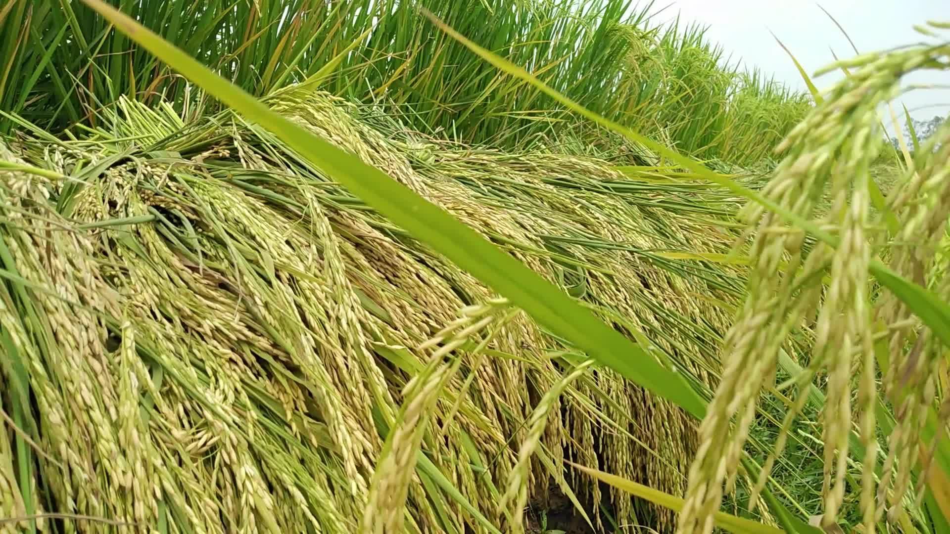 Rice Paddy Harvesting in Bangladesh