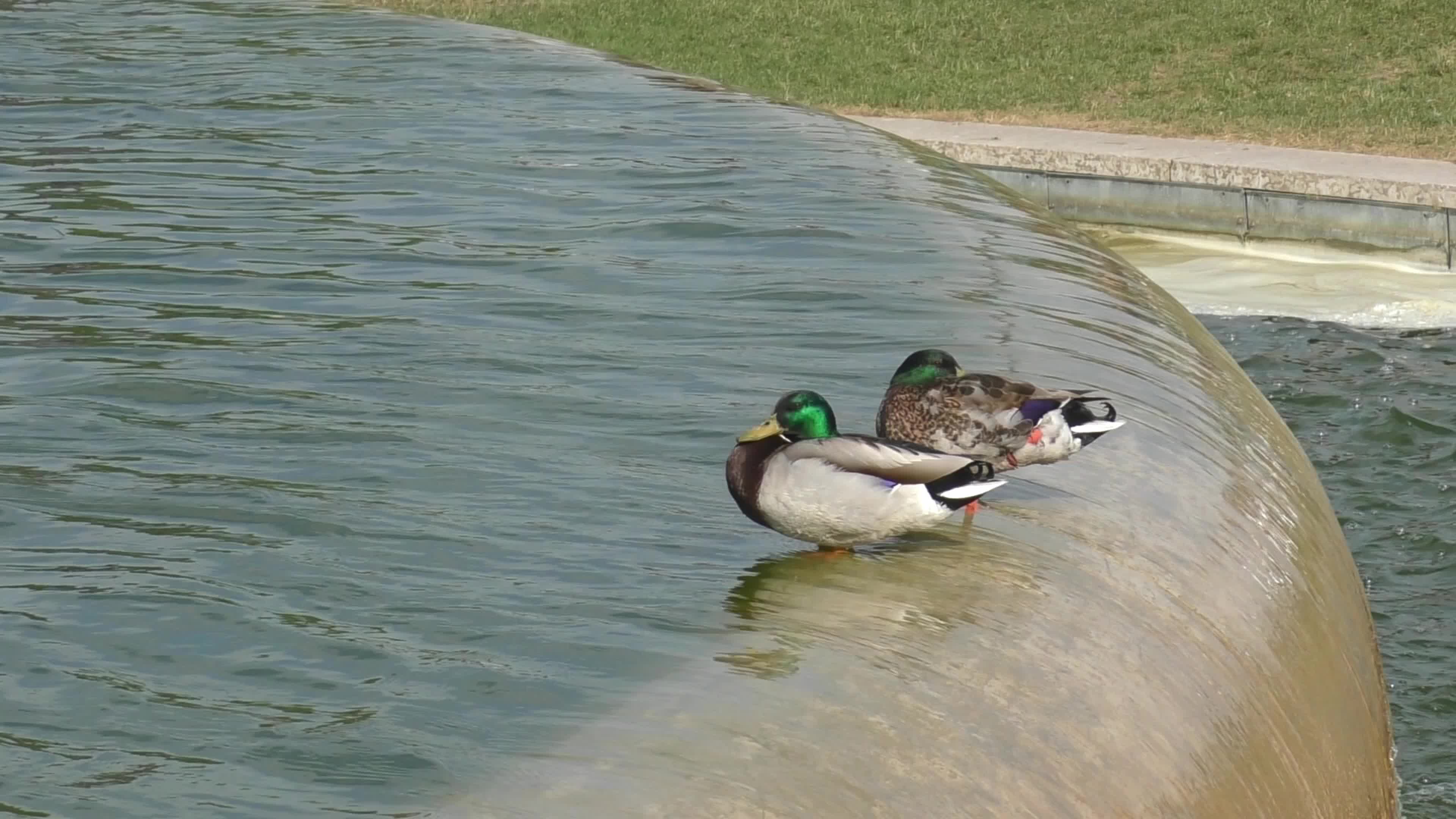 Ducks at Trocadero pools and fountains in Paris