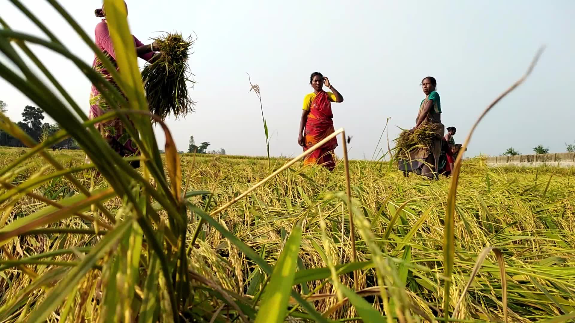 Indigenous Santal Farmer in Bangladesh