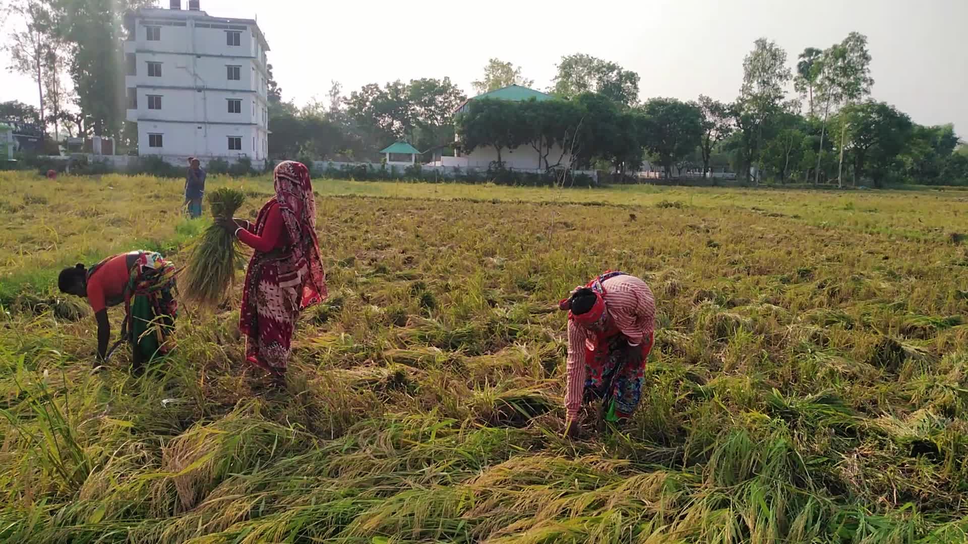 Indigenous Santal Farmer in Bangladesh