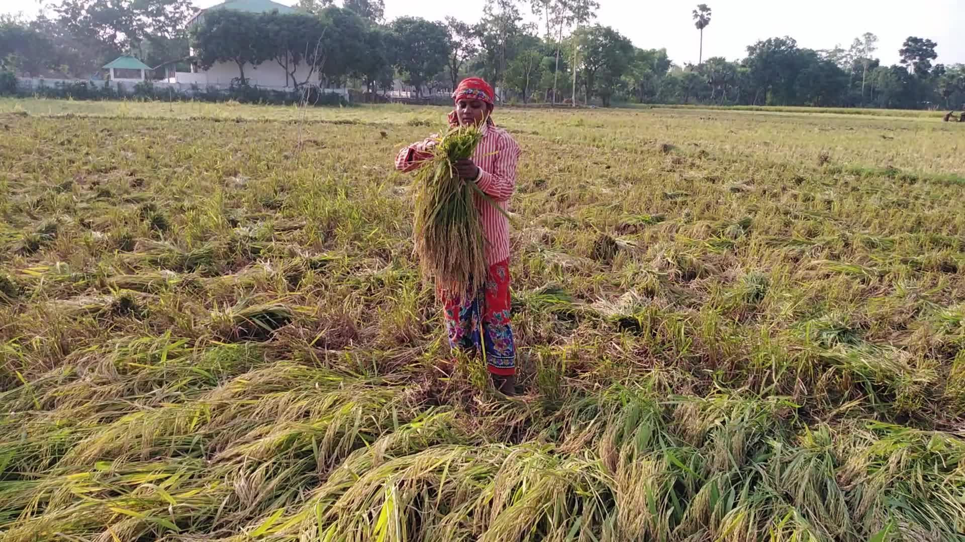 Indigenous Santal Farmer in Bangladesh