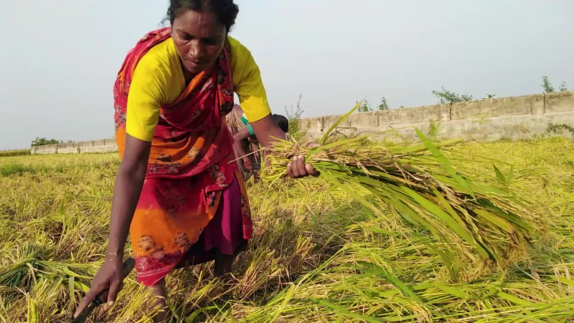 Indigenous Santal Farmer in Bangladesh