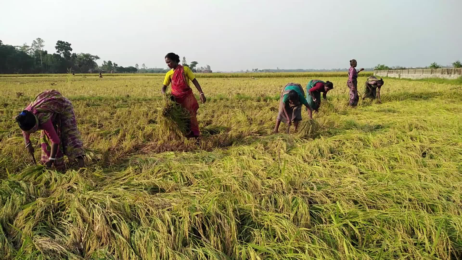 Indigenous Santal Farmer in Bangladesh