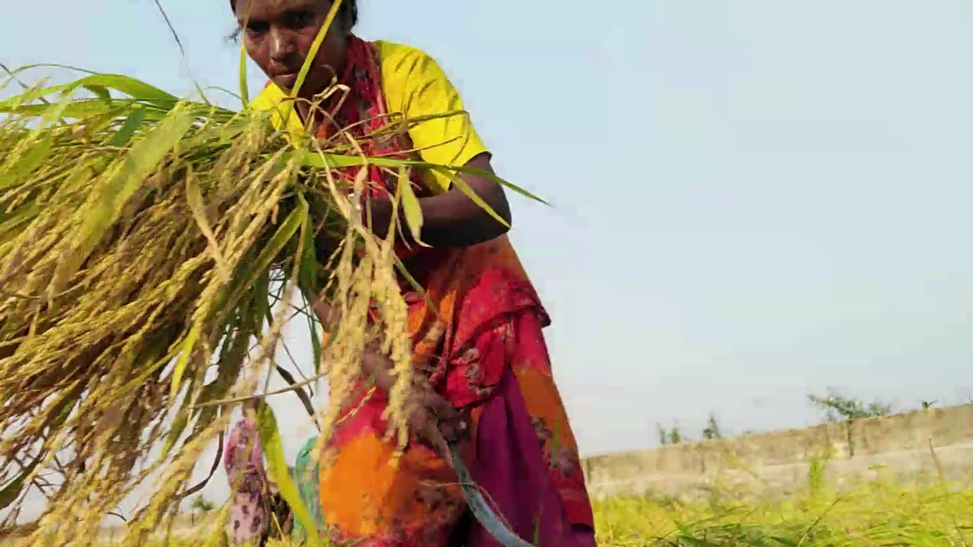 Indigenous Santal Farmer in Bangladesh