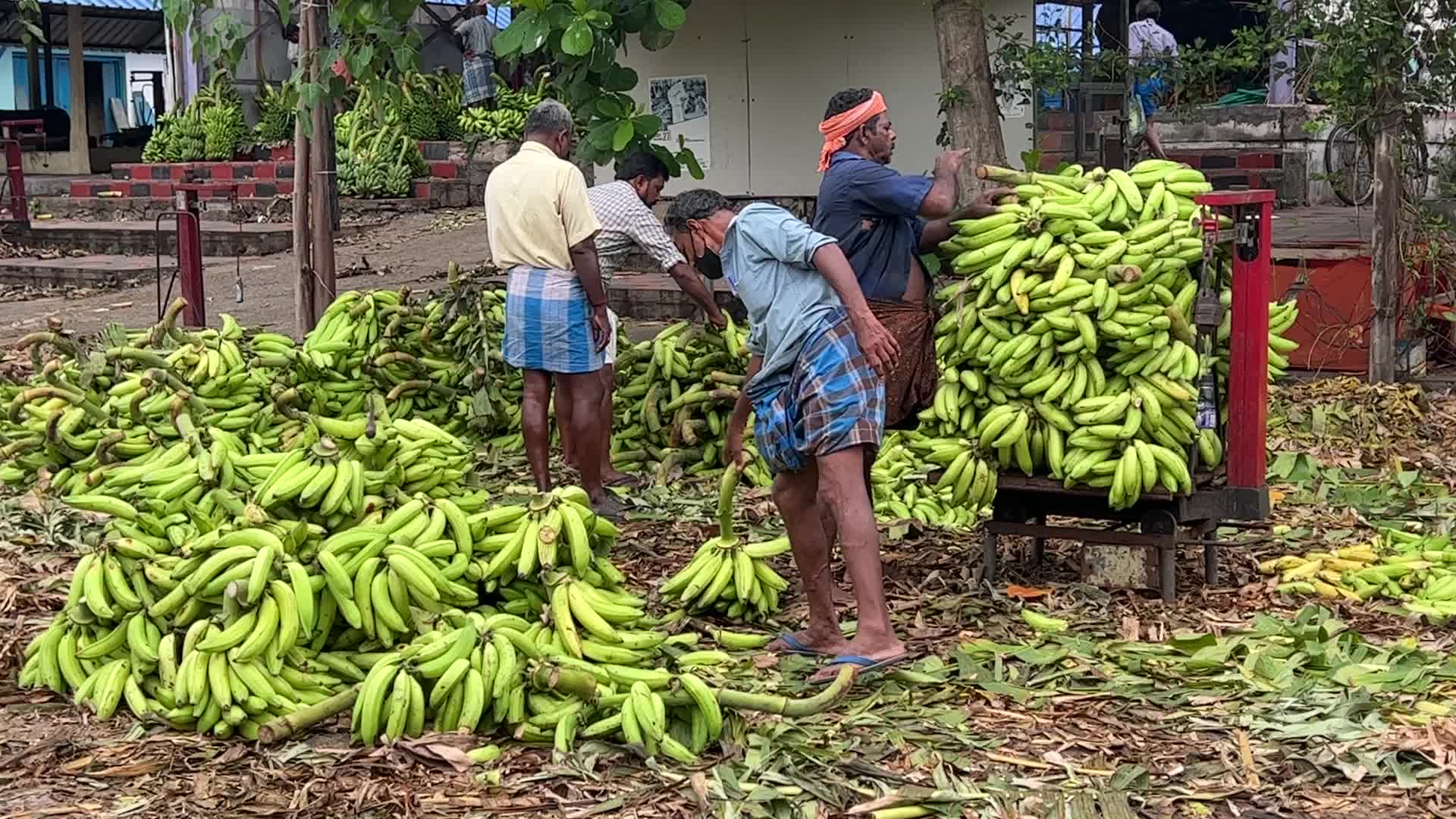 Banana market in Kerala, India