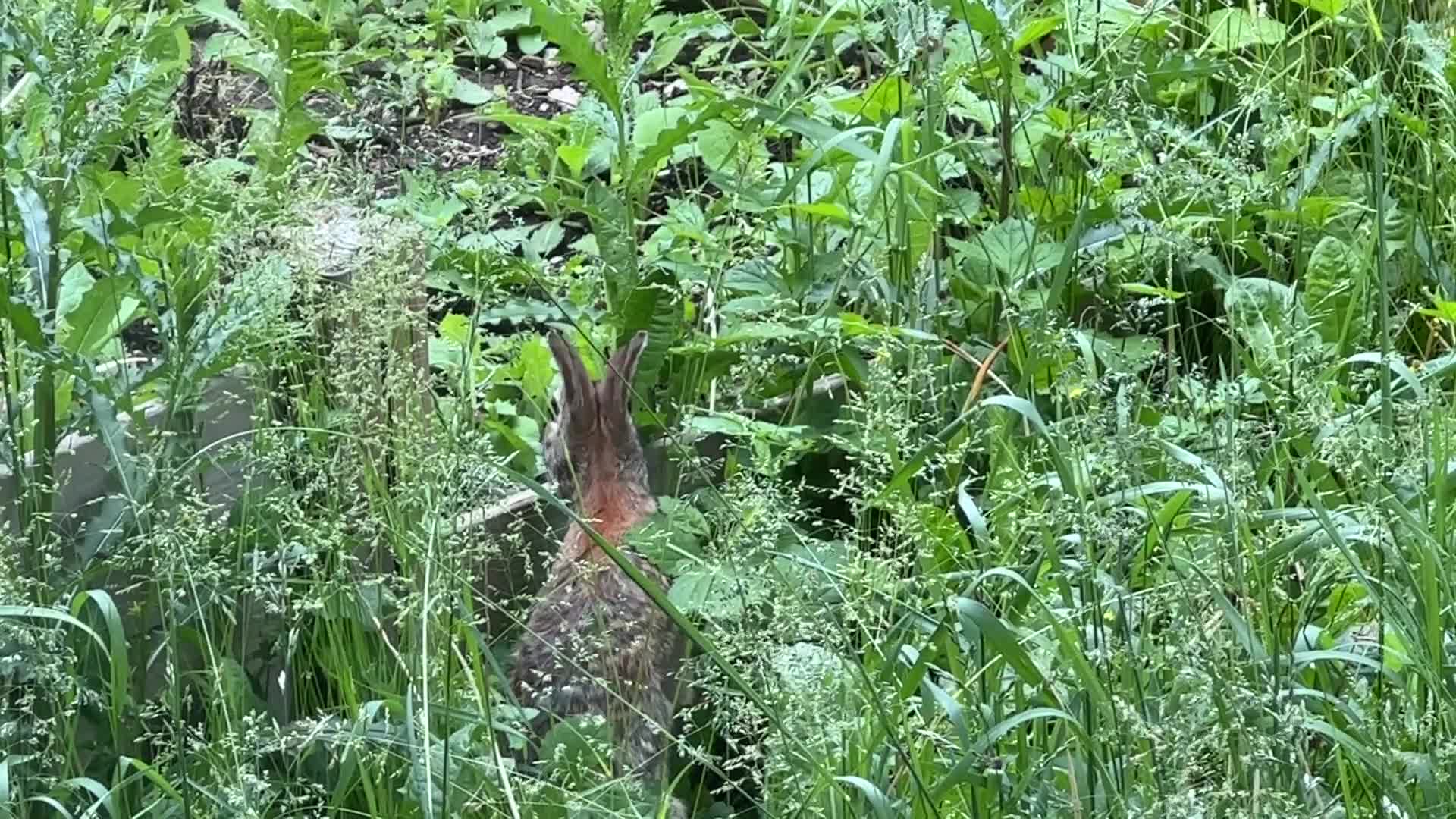 Wild rabbit during the Spring season