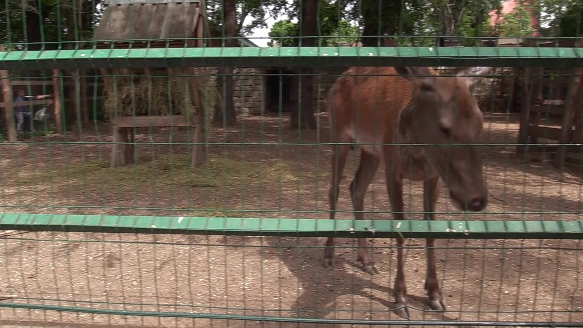 A baby of red deer was born in the Odesa Zoo, amid Russia's invasion in Ukraine