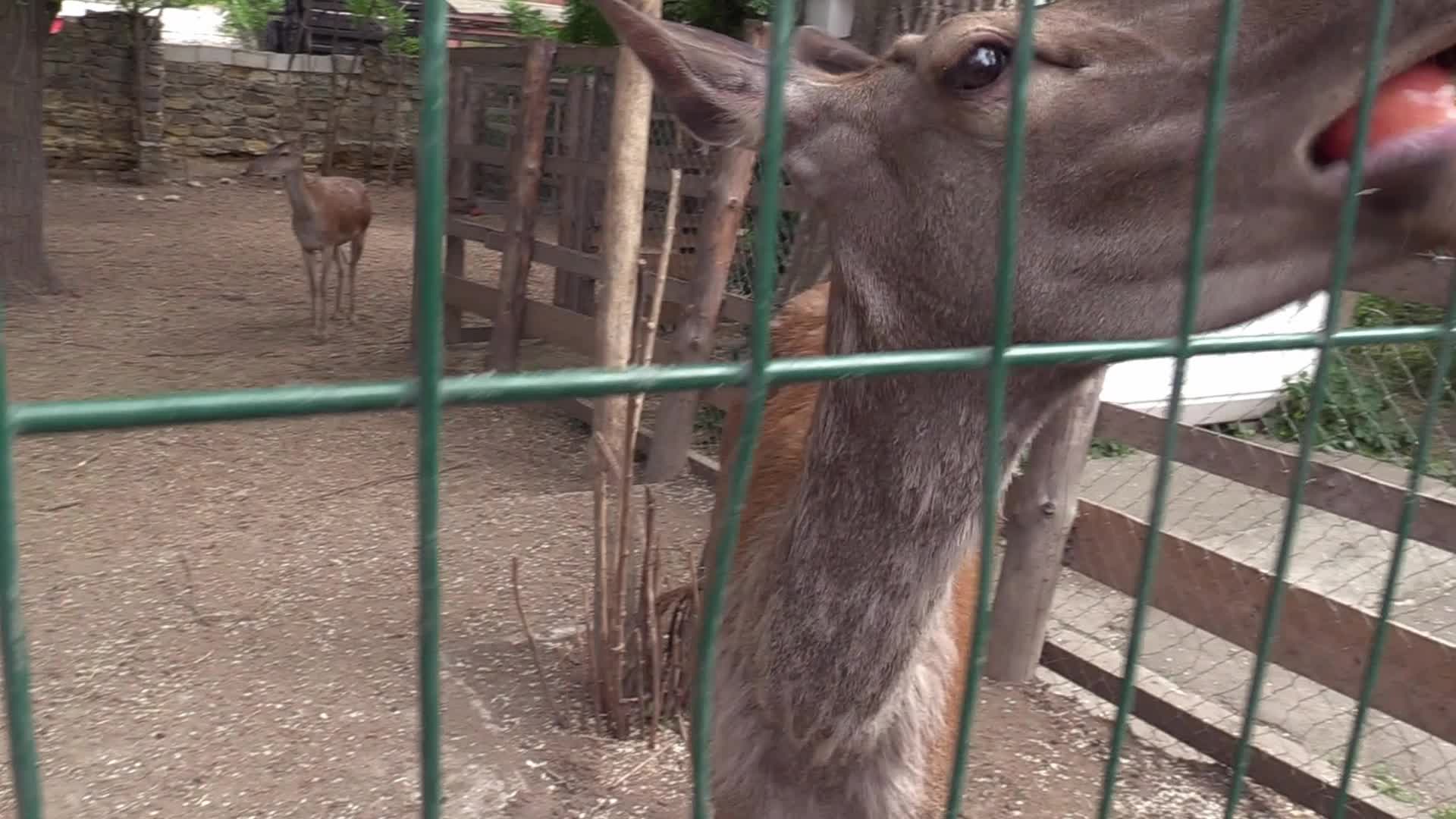 A baby of red deer was born in the Odesa Zoo, amid Russia's invasion in Ukraine