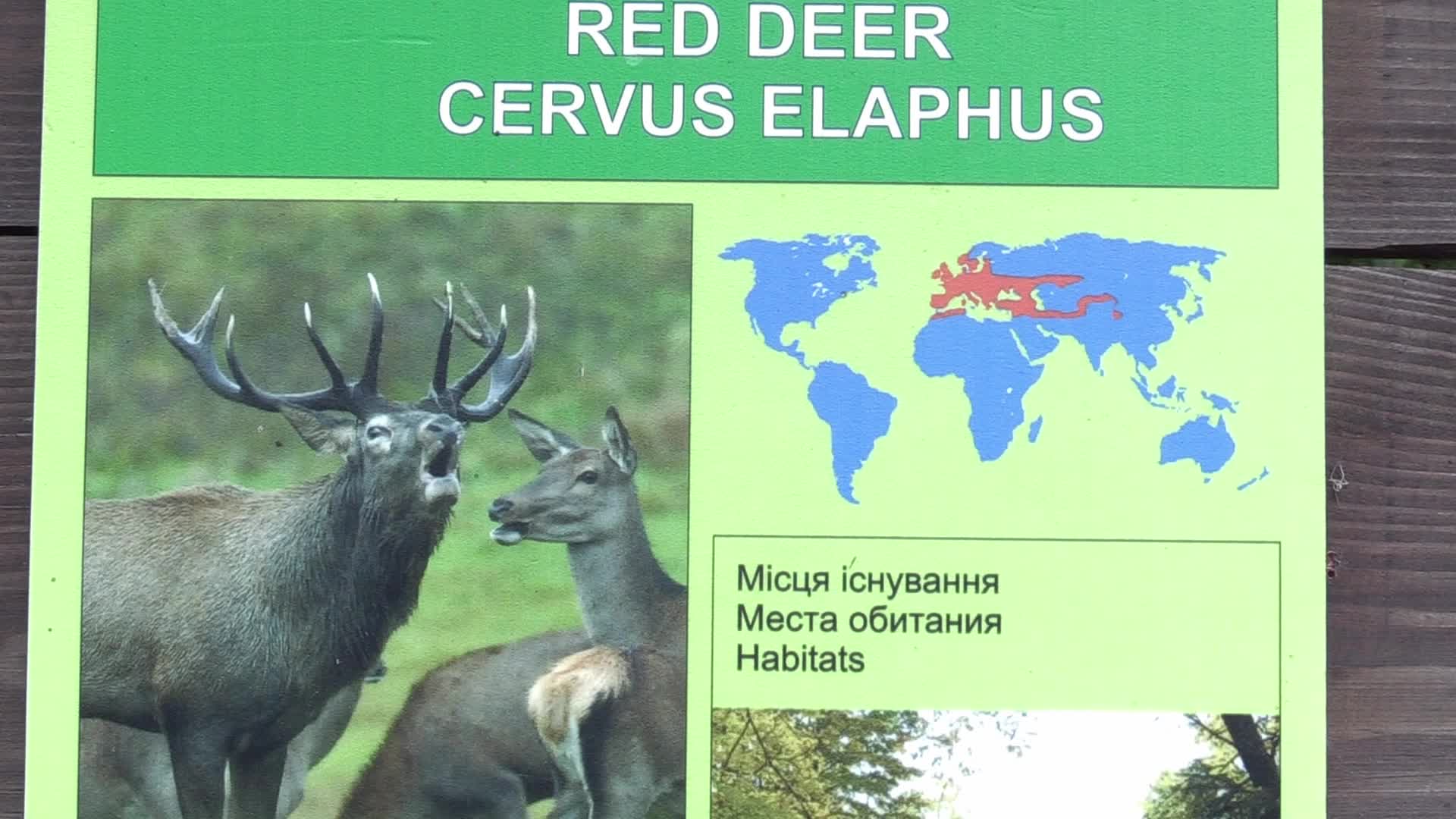 A baby of red deer was born in the Odesa Zoo, amid Russia's invasion in Ukraine