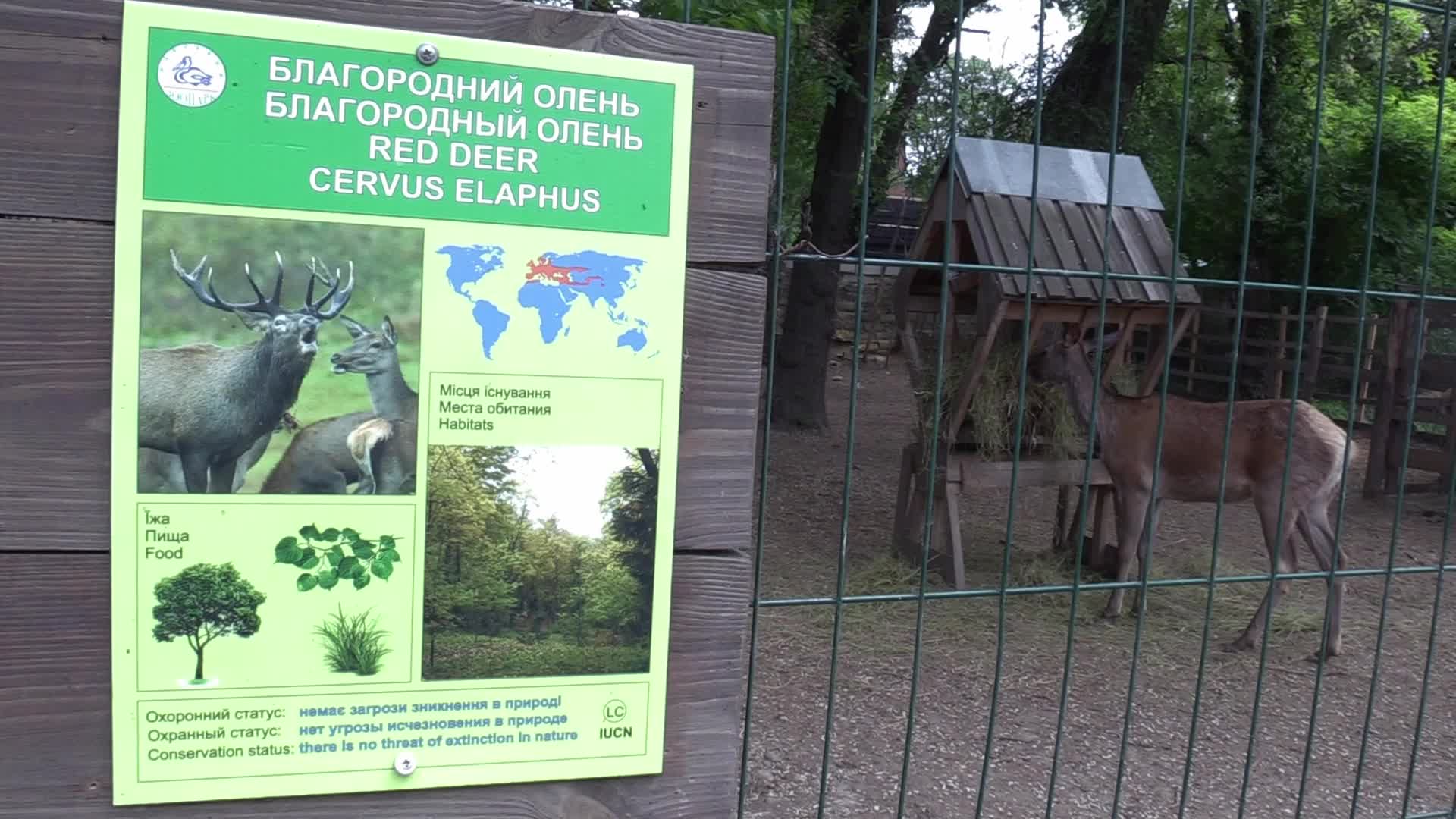 A baby of red deer was born in the Odesa Zoo, amid Russia's invasion in Ukraine