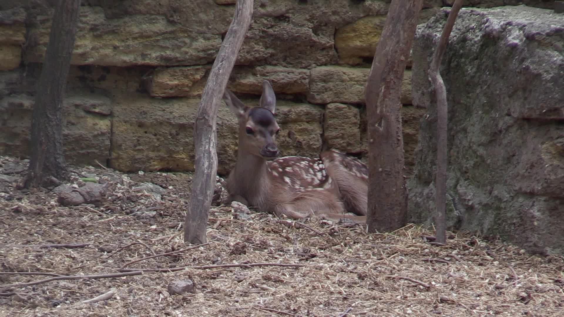 A baby of red deer was born in the Odesa Zoo, amid Russia's invasion in Ukraine